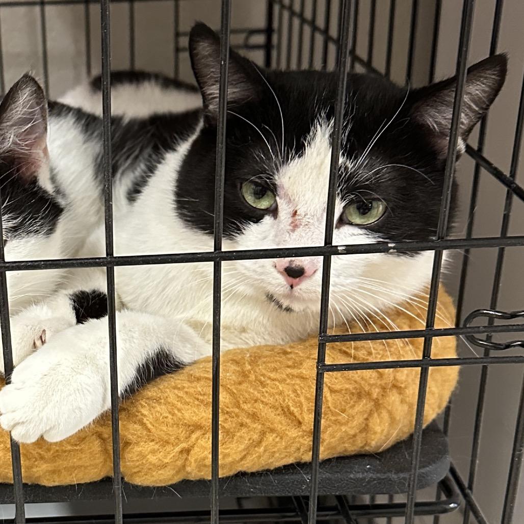 Enlarge Papa Bear (bonded to Cordelia), a Adoptable Domestic Short Hair in Middleburg Heights , OH image 2/6