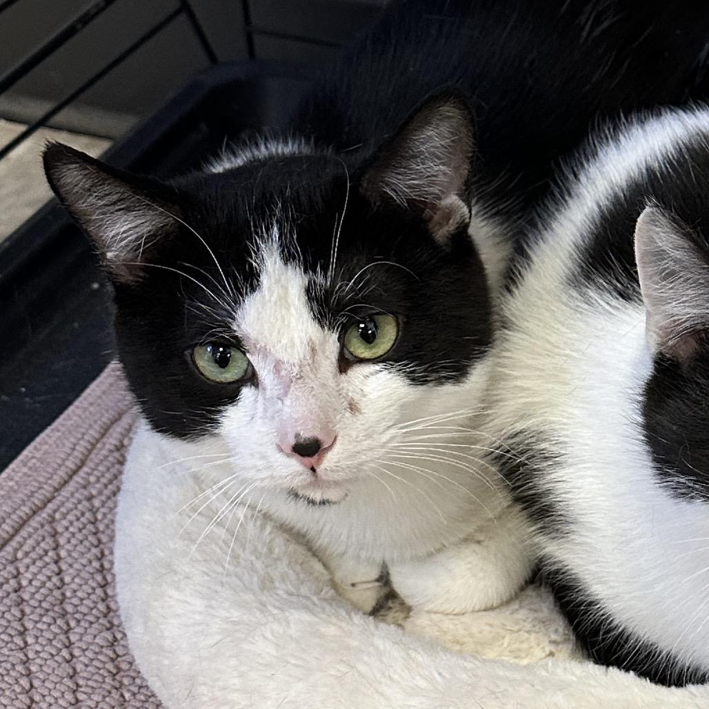 Enlarge Papa Bear (bonded to Cordelia), a Adoptable Domestic Short Hair in Middleburg Heights , OH image 3/6