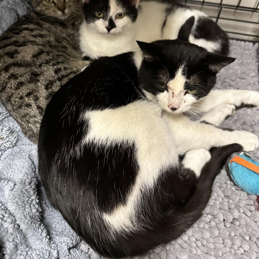 Enlarge Papa Bear (bonded to Cordelia), a Adoptable Domestic Short Hair in Middleburg Heights , OH image 4/6