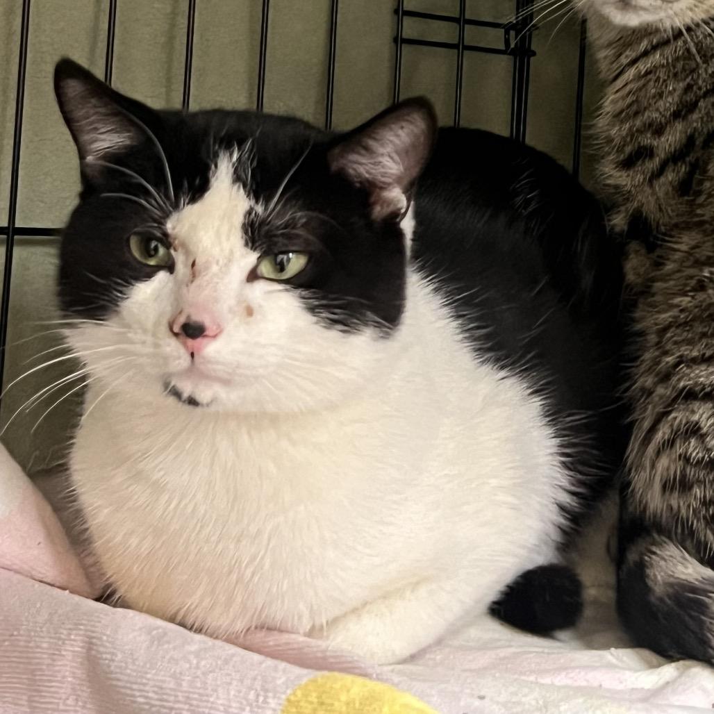 Enlarge Papa Bear (bonded to Cordelia), a Adoptable Domestic Short Hair in Middleburg Heights , OH image 5/6