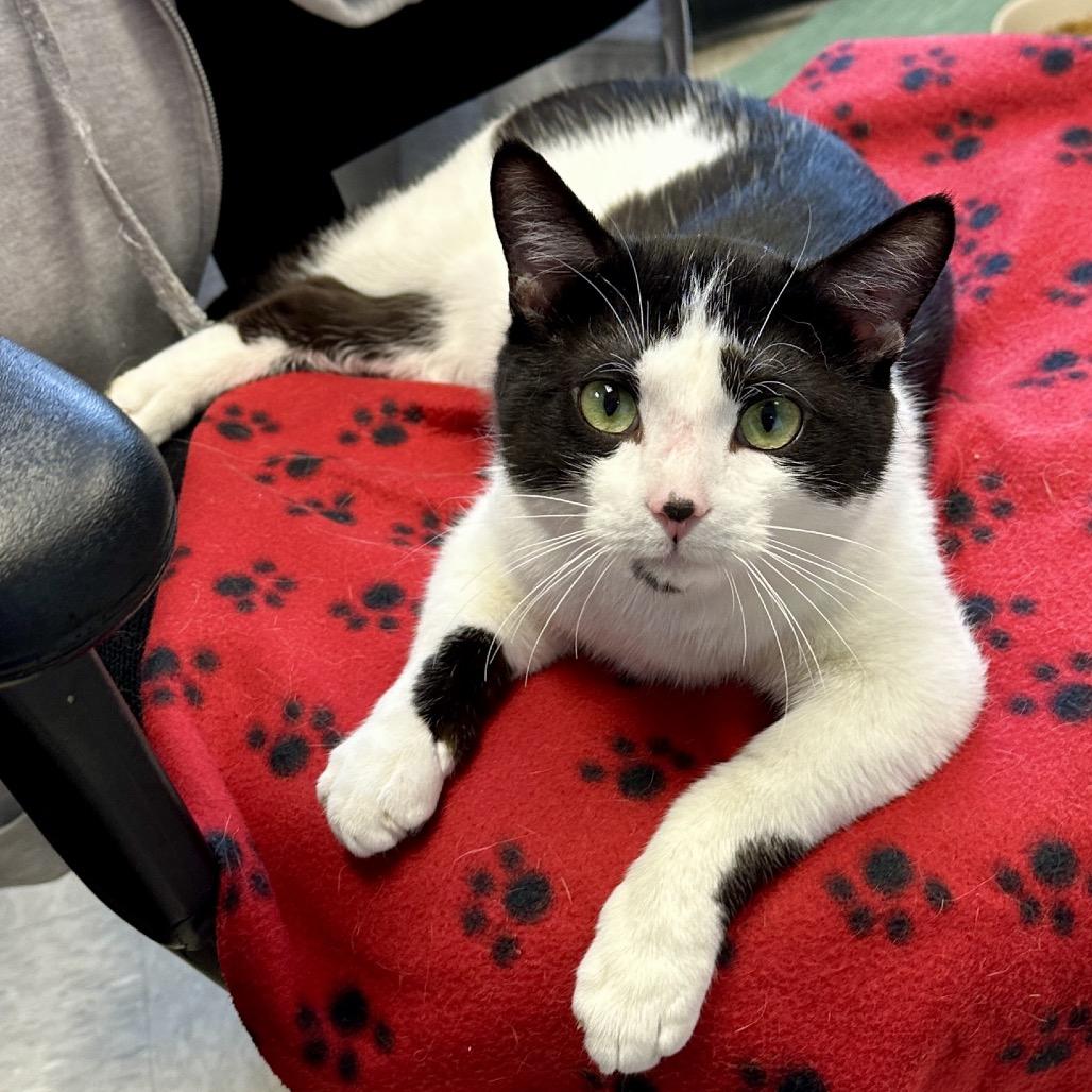 Enlarge Papa Bear (bonded to Cordelia), a Adoptable Domestic Short Hair in Middleburg Heights , OH image 6/6