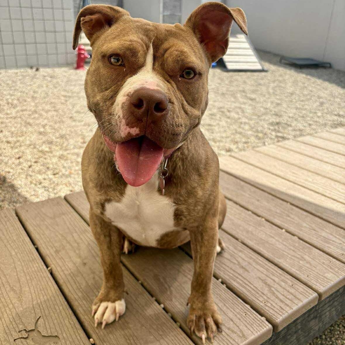 Amber, a Adoptable mixed breed in Detroit, MI image 4/5