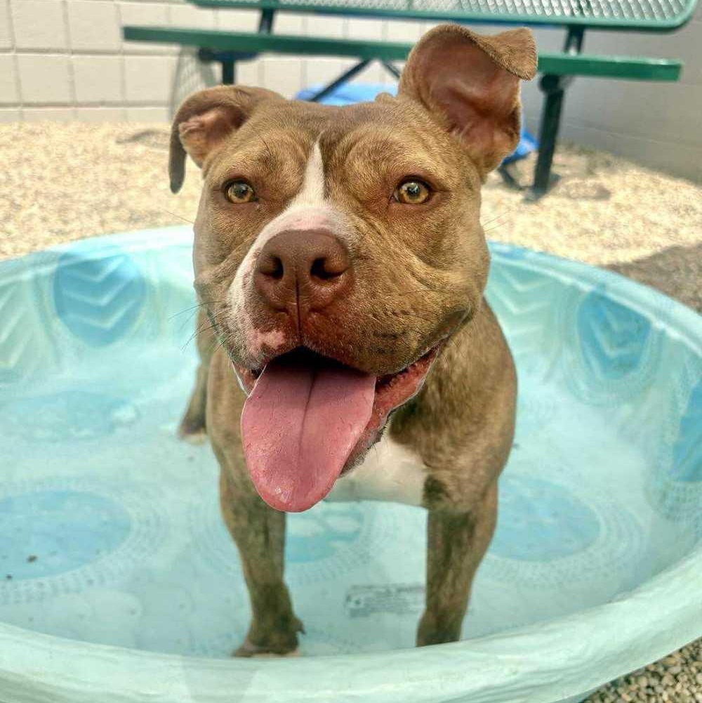 Amber, a Adoptable mixed breed in Detroit, MI image 1/5