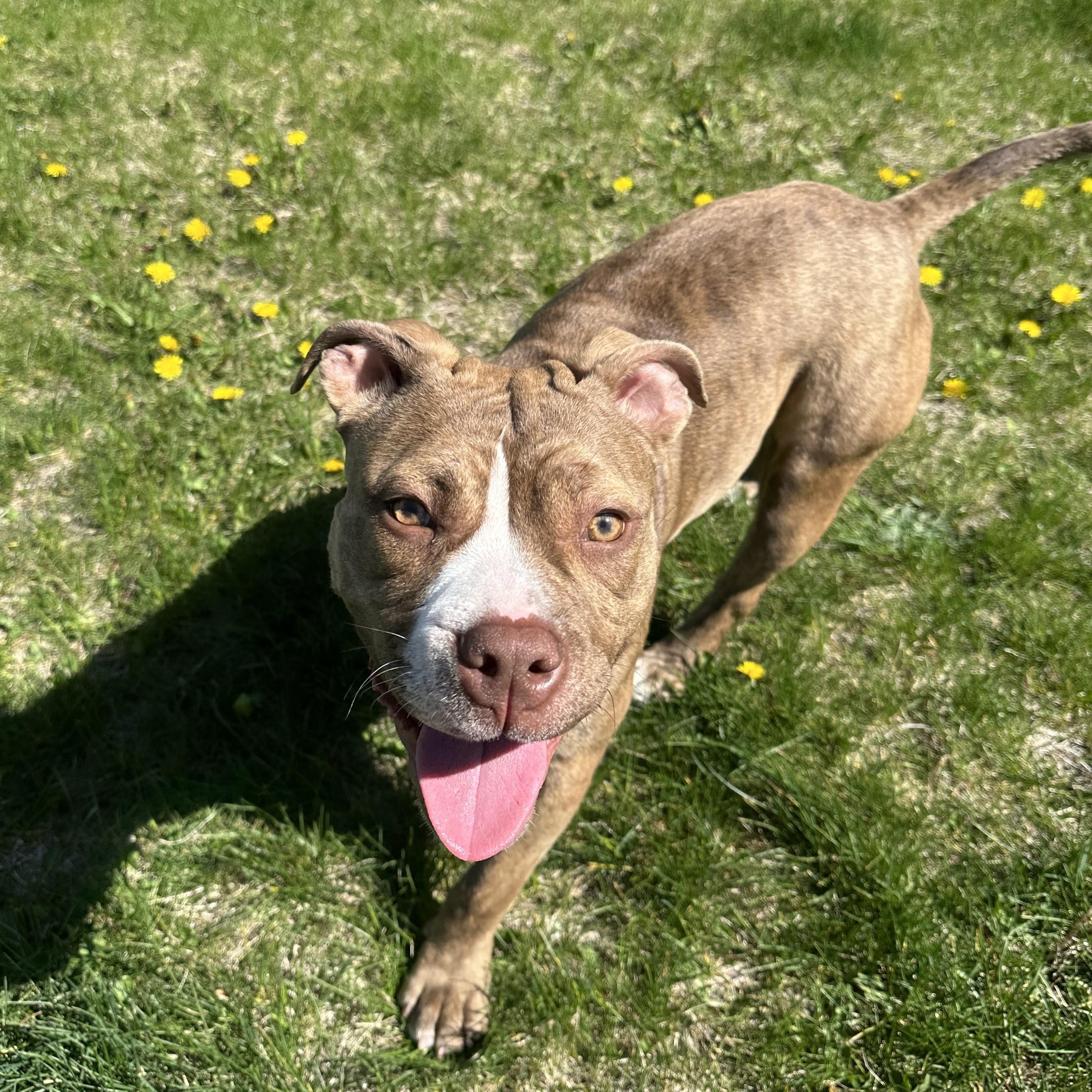 Amber, a Adoptable mixed breed in Detroit, MI image 3/5