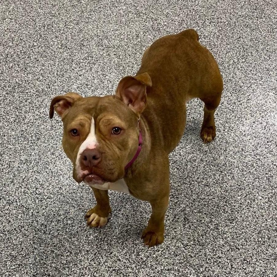 Amber, a Adoptable mixed breed in Detroit, MI image 2/4