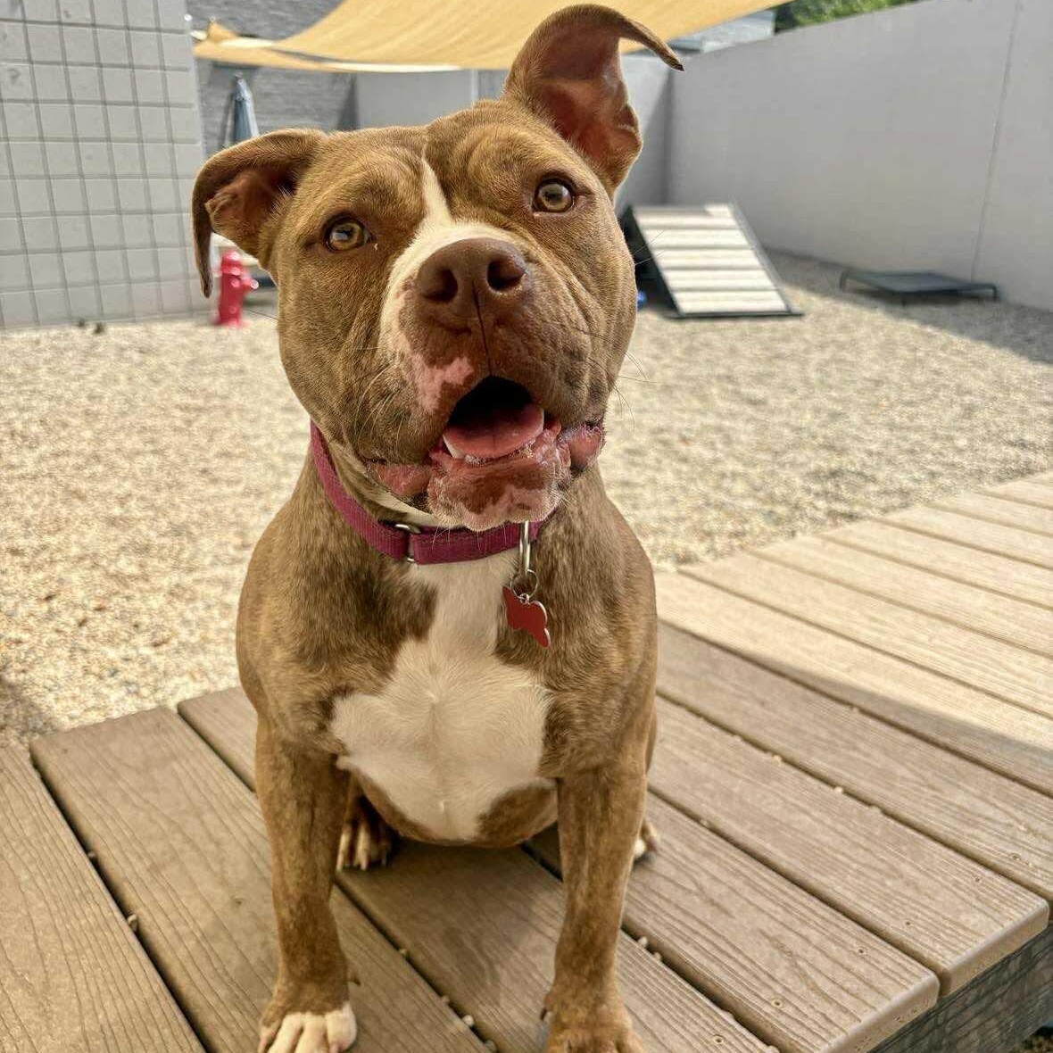 Amber, Adoptable, Young Female American Bulldog & Mixed Breed.