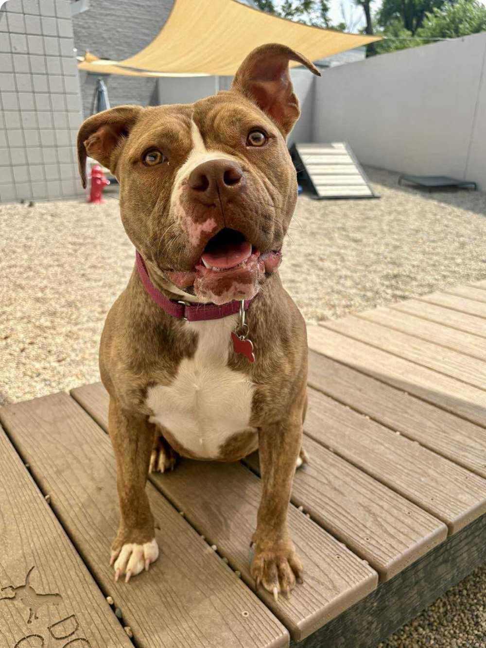 Amber, a Adoptable mixed breed in Detroit, MI image 5/5