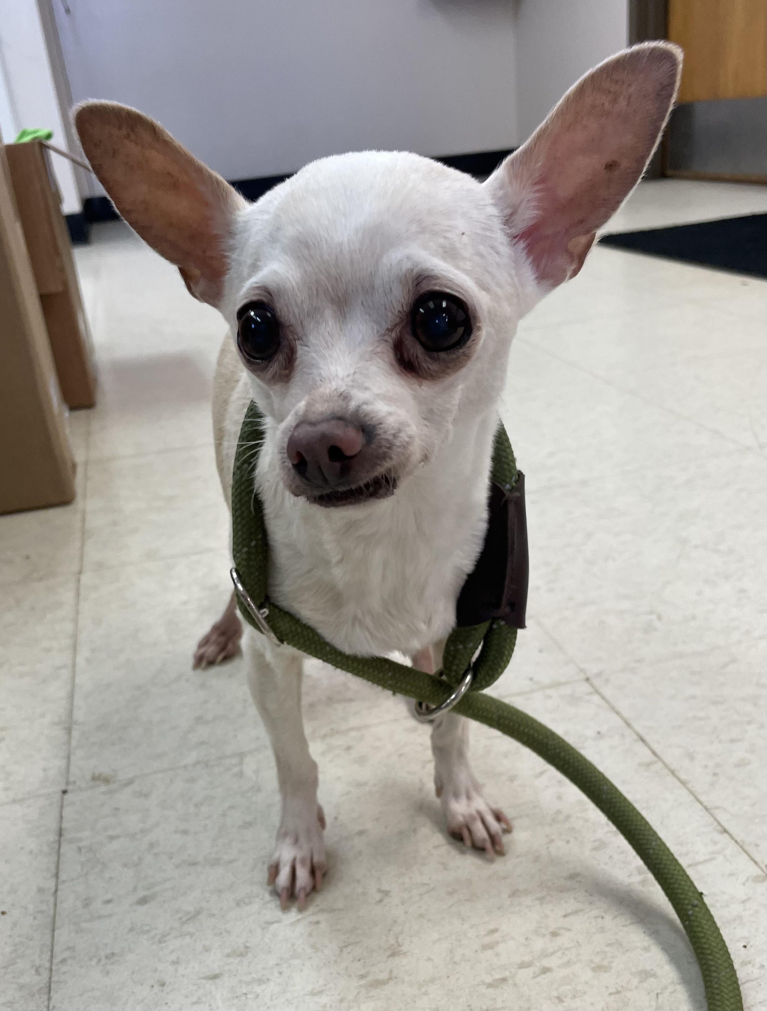 Midge ADOPTED, Adopted, Senior Female Chihuahua.