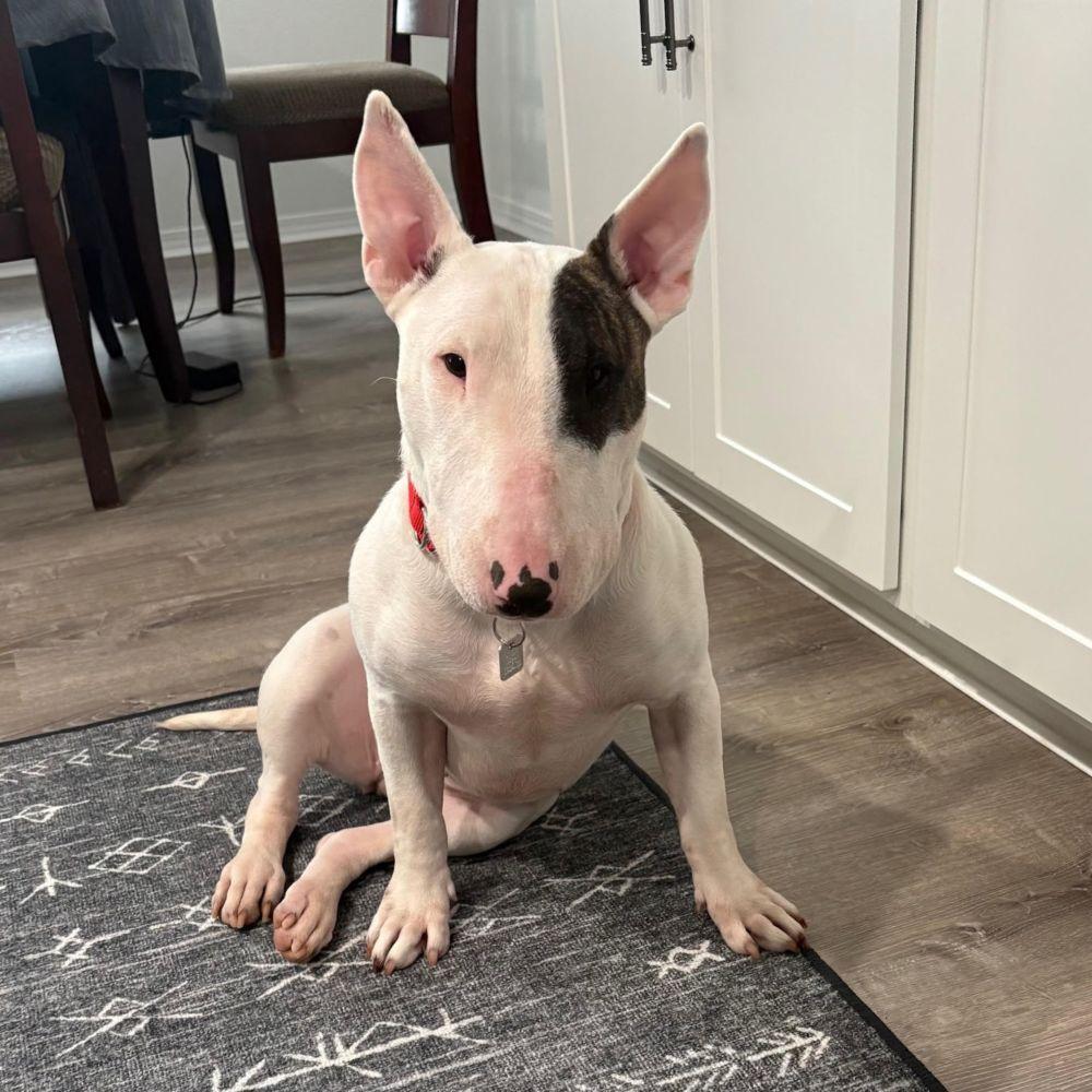 Emmy, Adoptable, Adult Female Bull Terrier.