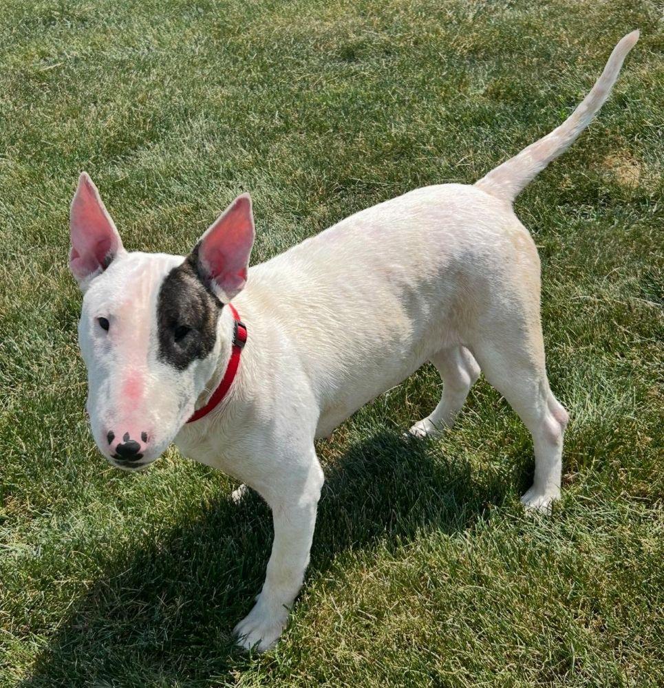 Emmy, a Adoptable Bull Terrier in Barrington, IL image 2/4