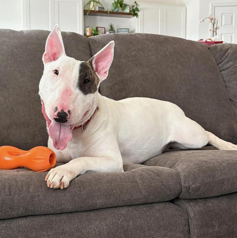 Emmy, an adopted Bull Terrier in Barrington, IL image 5/6
