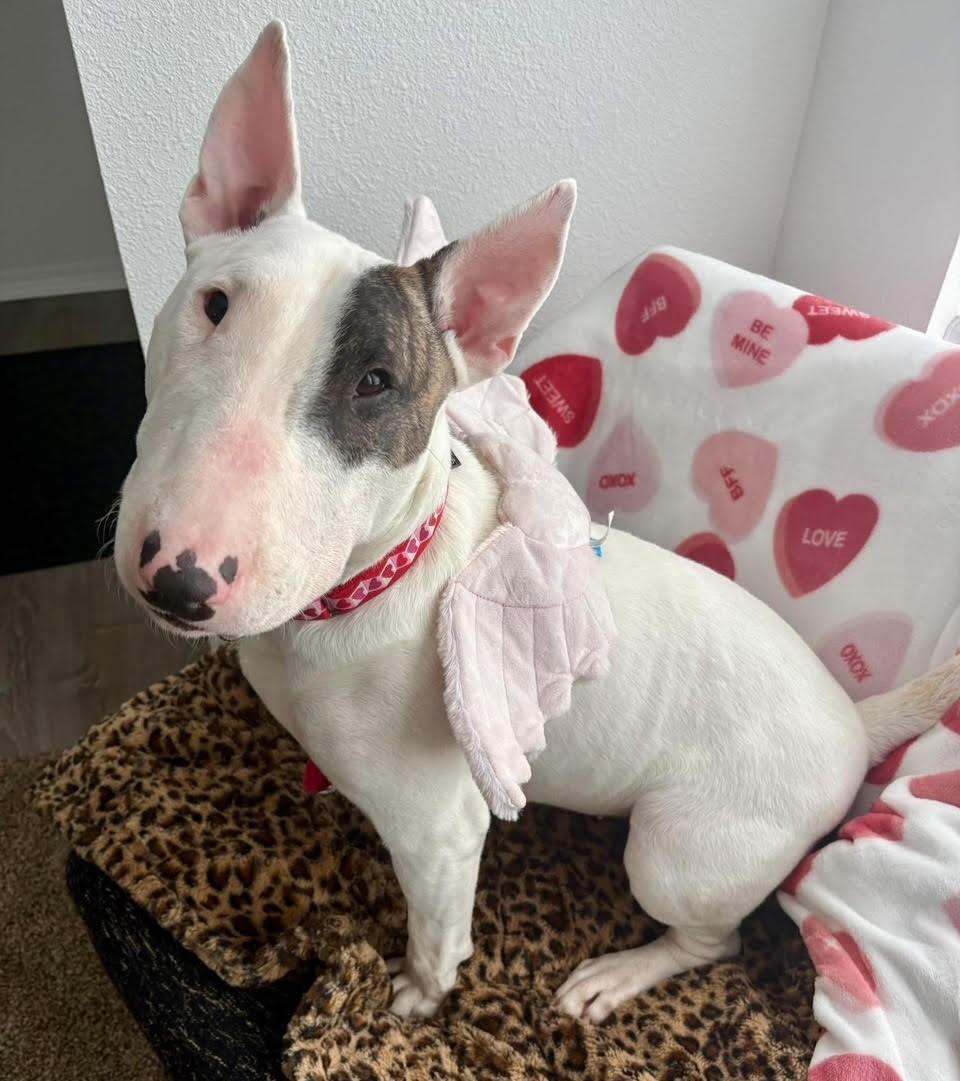 Emmy, an adopted Bull Terrier in Barrington, IL image 1/6