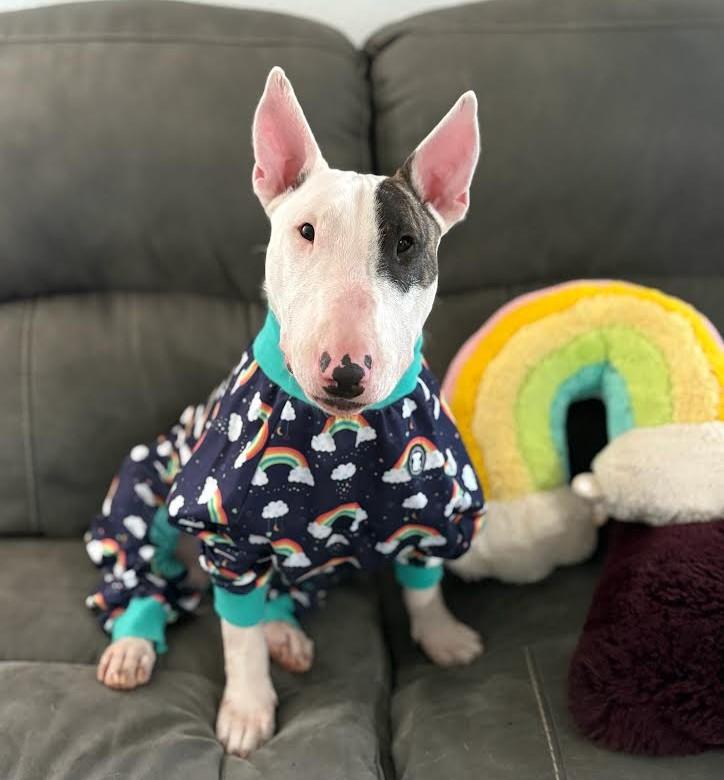 Emmy, an adopted Bull Terrier in Barrington, IL image 2/6