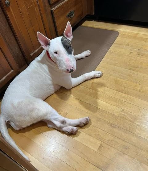 Emmy, Adoptable, Adult Female Bull Terrier.