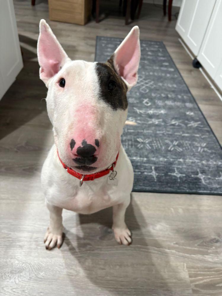 Emmy, a Adoptable Bull Terrier in Barrington, IL image 4/4