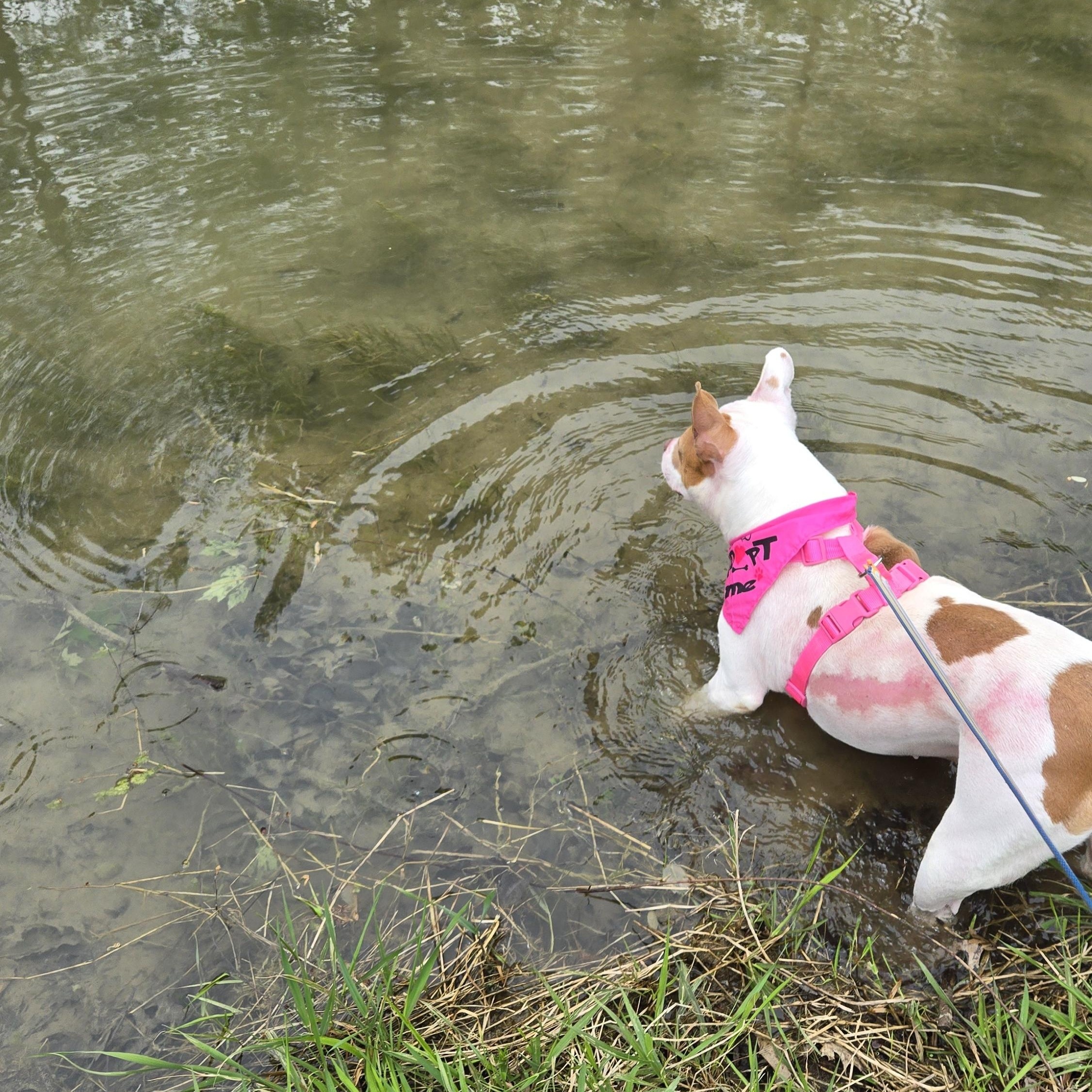 Petunia Pig, an adoptable mixed breed in Myerstown, PA image 5/5