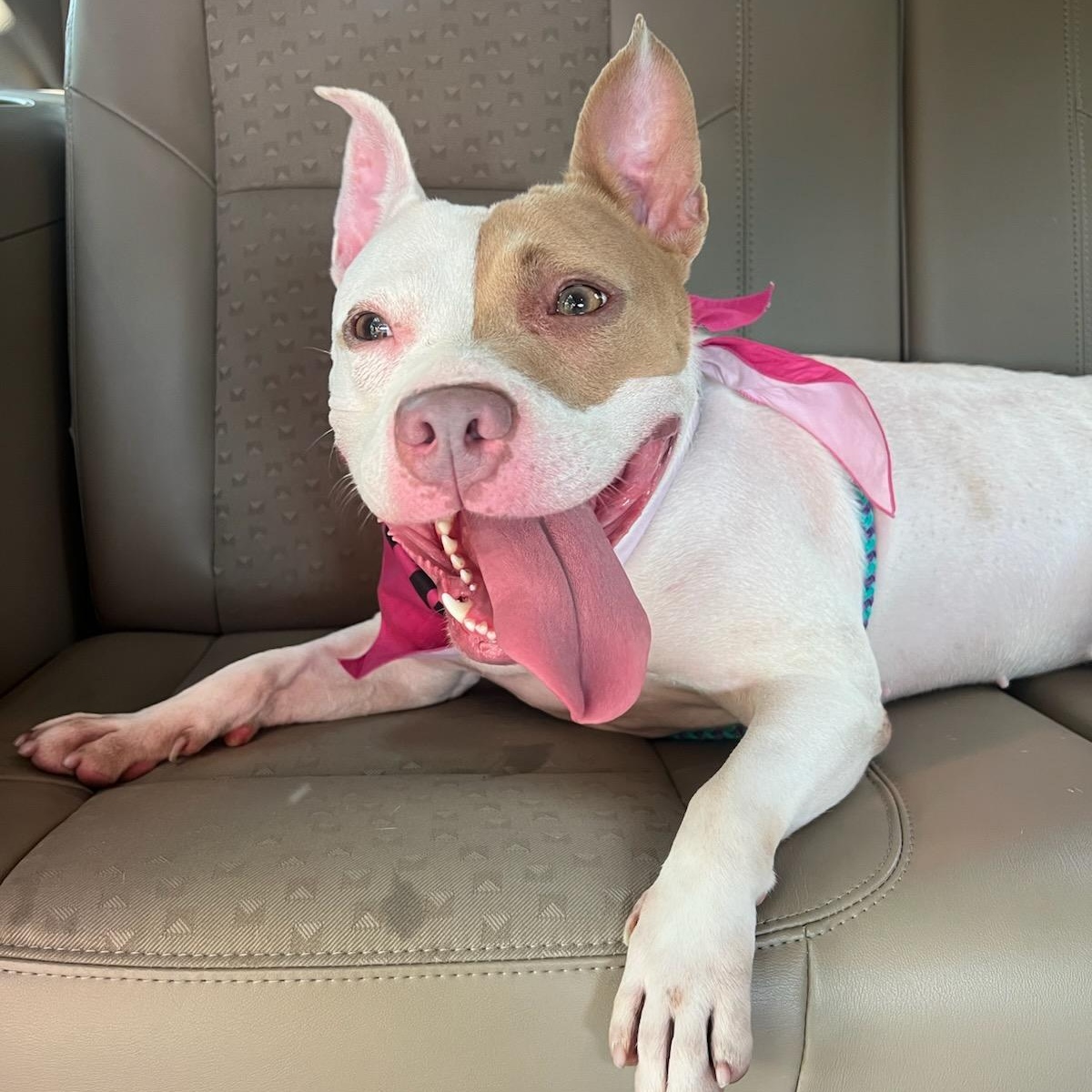 Petunia Pig, adoptable, Adult Female American Staffordshire Terrier.