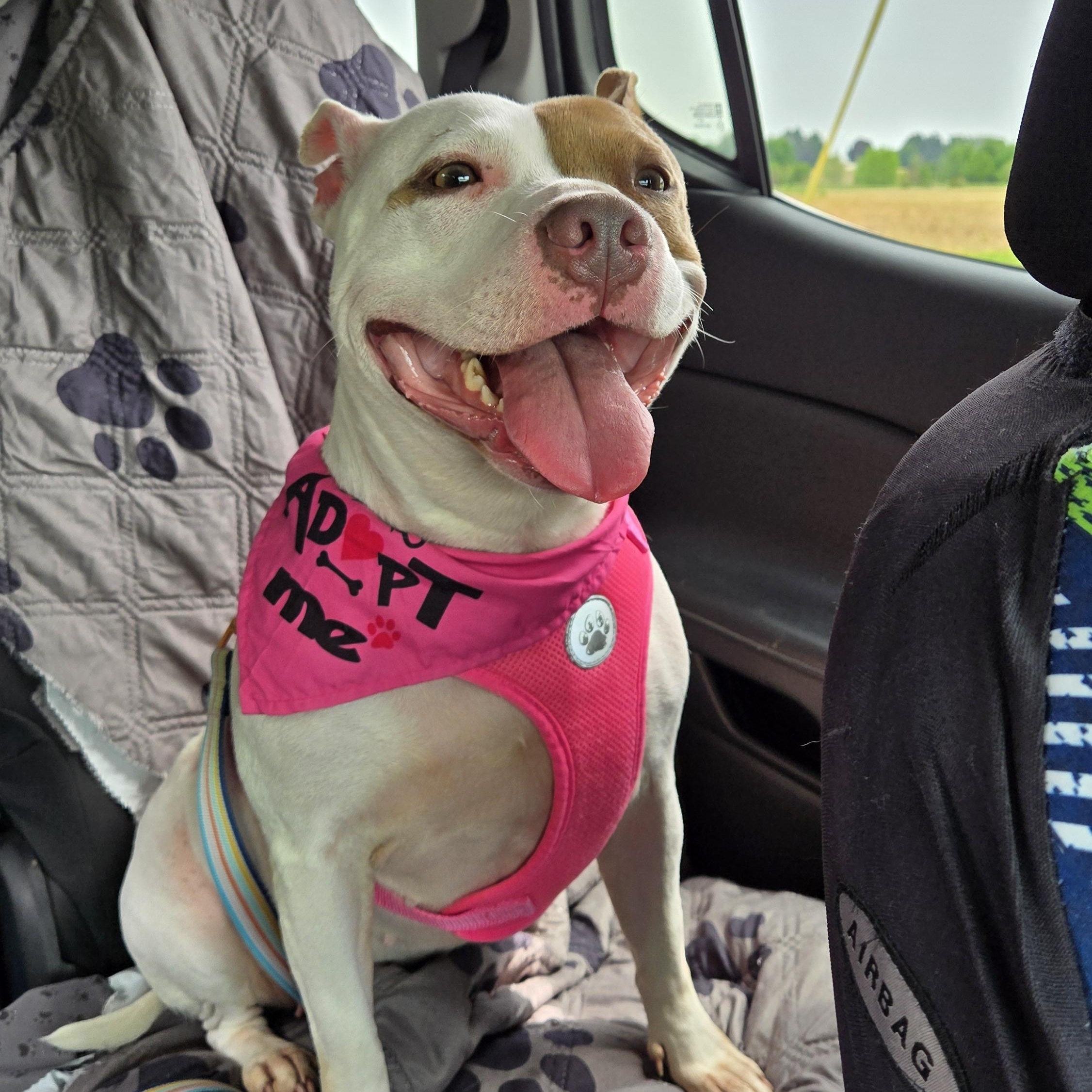 Petunia Pig, an adoptable mixed breed in Myerstown, PA image 2/5