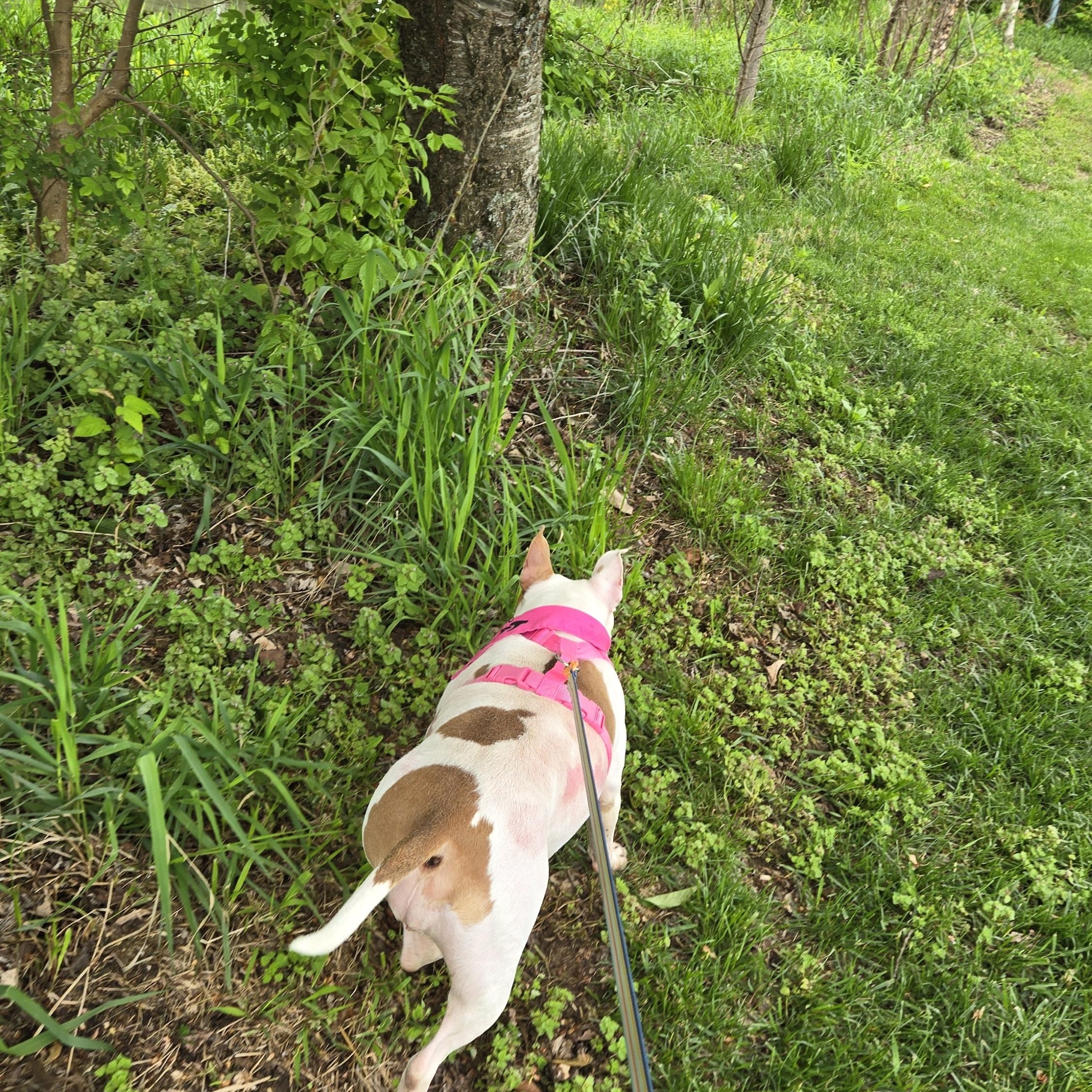 Petunia Pig, an adoptable mixed breed in Myerstown, PA image 4/5