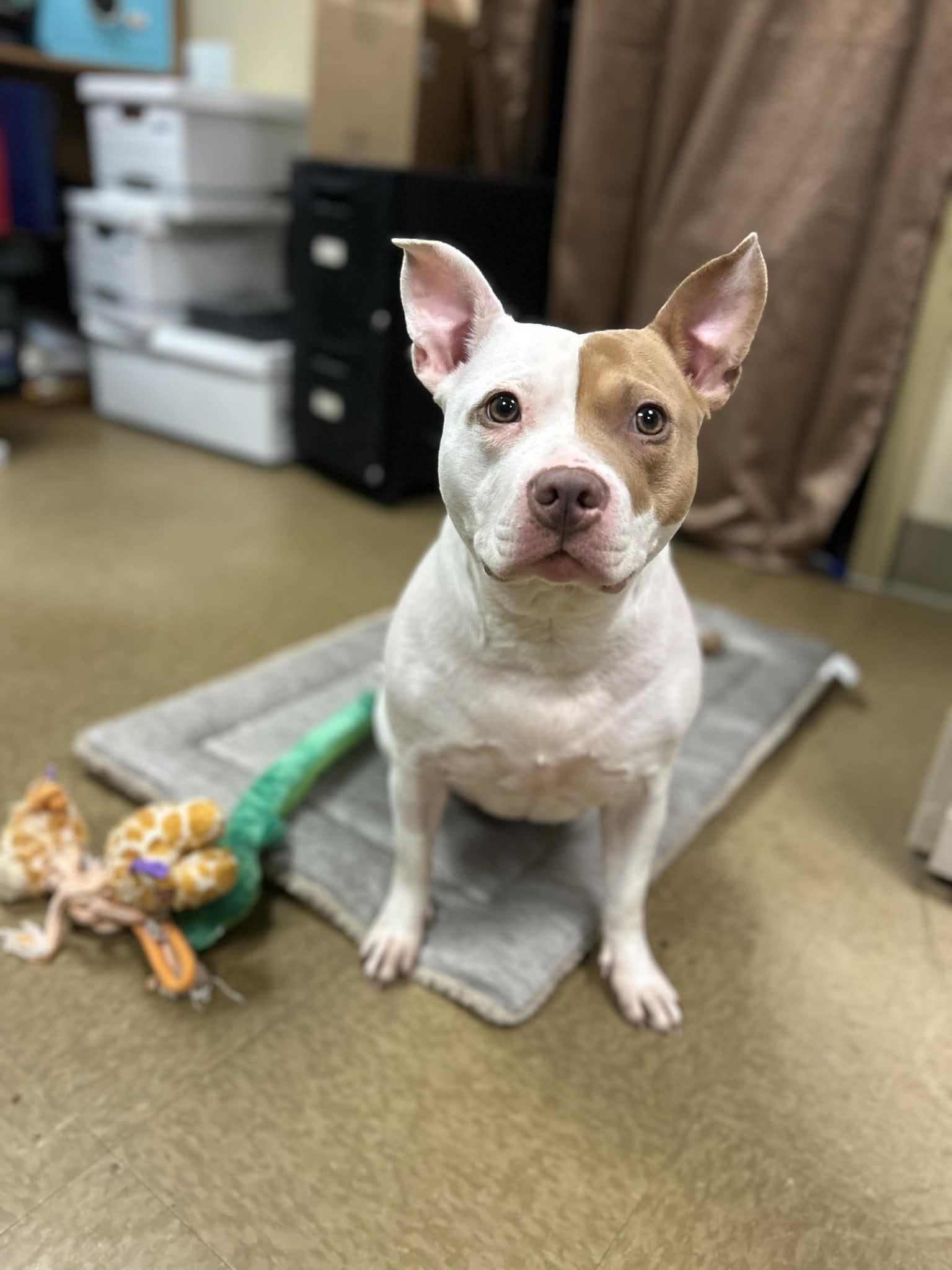 Petunia Pig, an adoptable mixed breed in Myerstown, PA image 1/5