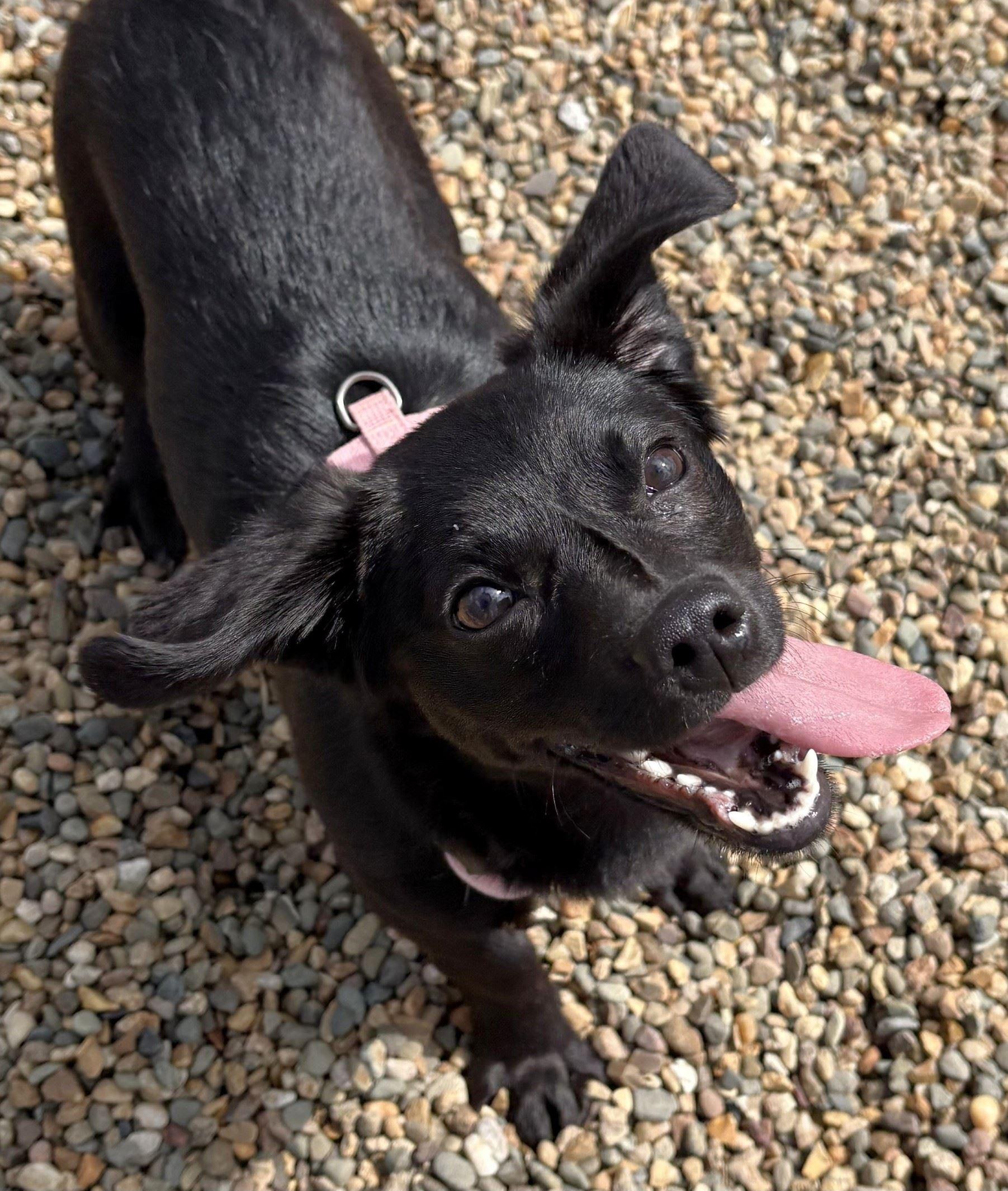 Enlarge Nora, an adopted mixed breed in Iowa City, IA image 2/2