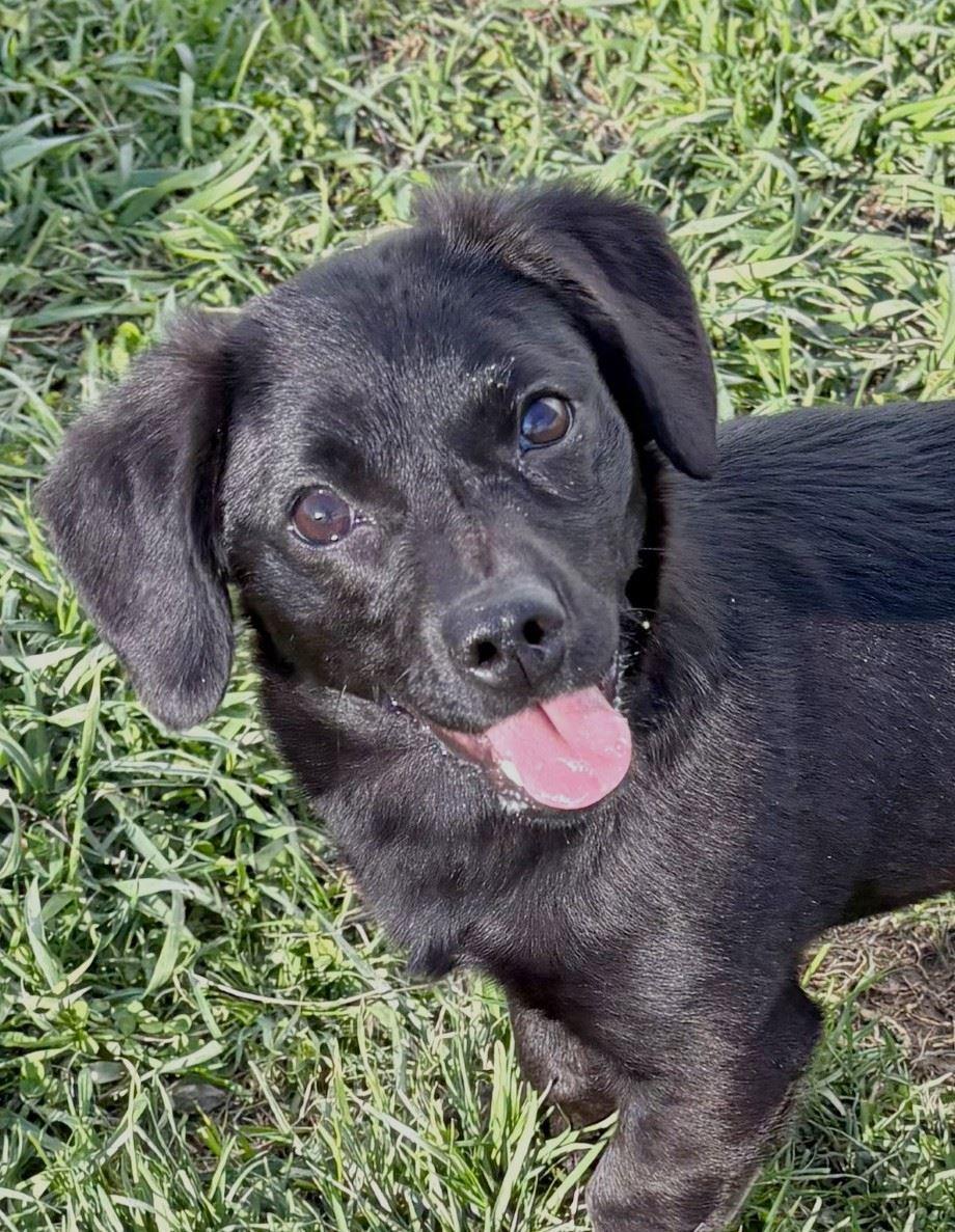 Enlarge Nora, an adopted mixed breed in Iowa City, IA image 1/2