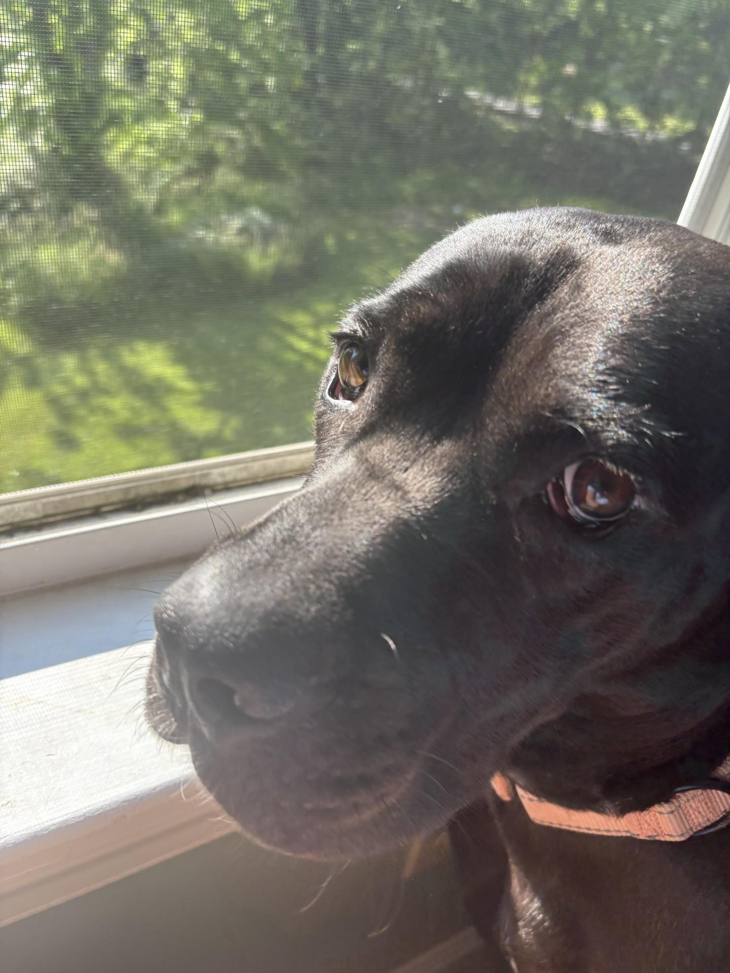 Gabby