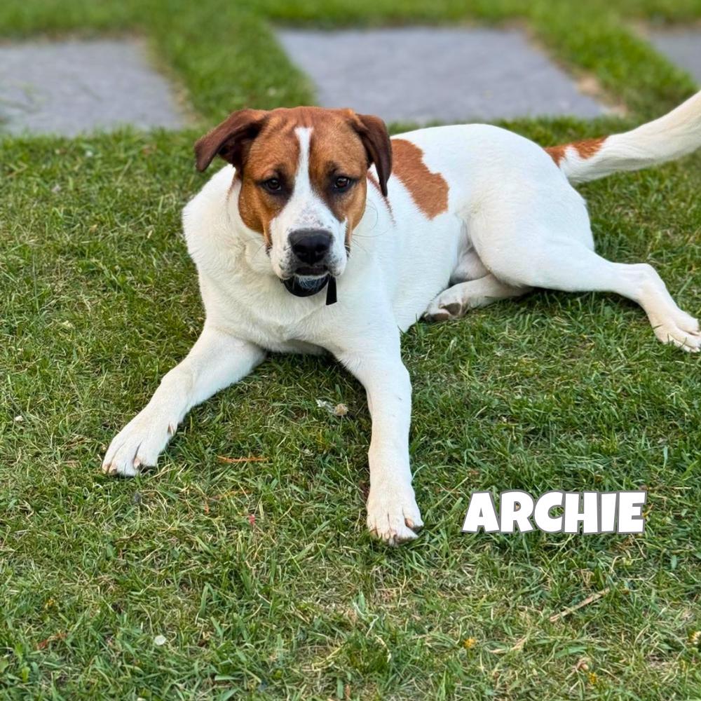 Archie, a Adoptable mixed breed in Sandy Hook, MB image 2/2
