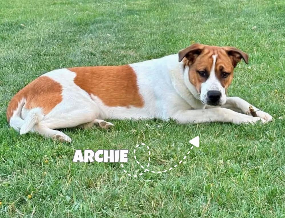Archie, a Adoptable mixed breed in Sandy Hook, MB image 1/2