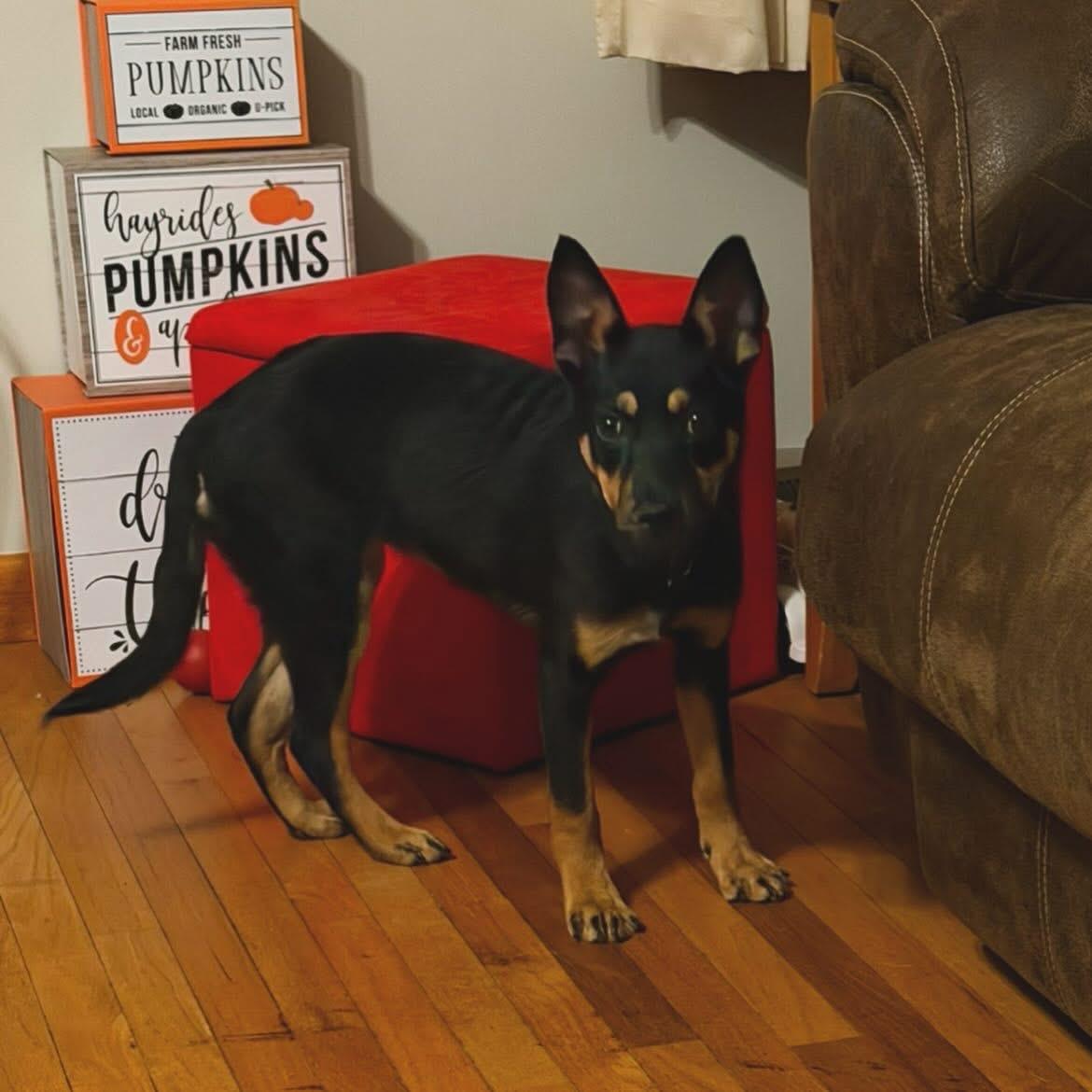 Foxy, a ADOPTABLE mixed breed in West Falls, NY image 1/4