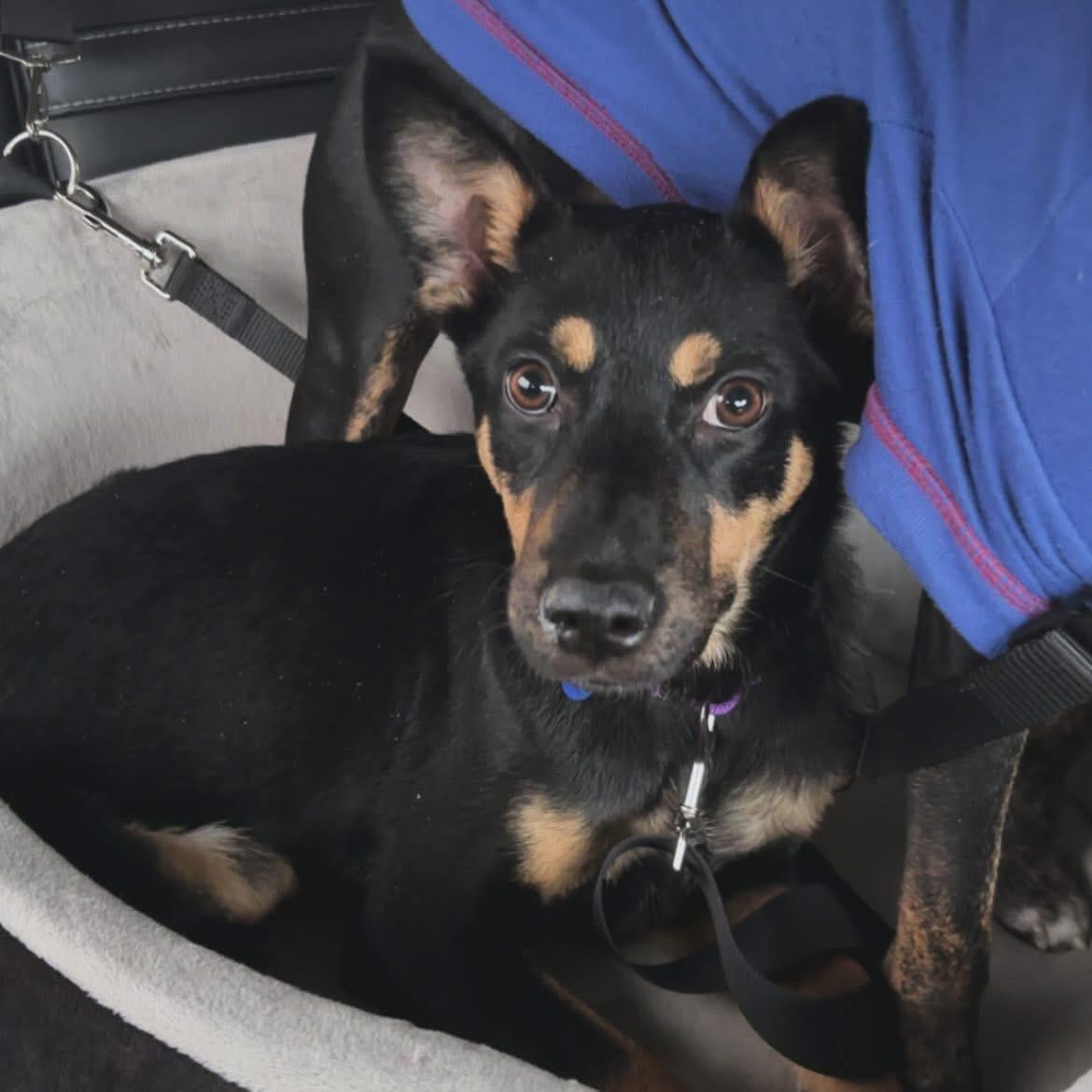 Foxy, a ADOPTABLE mixed breed in West Falls, NY image 2/4