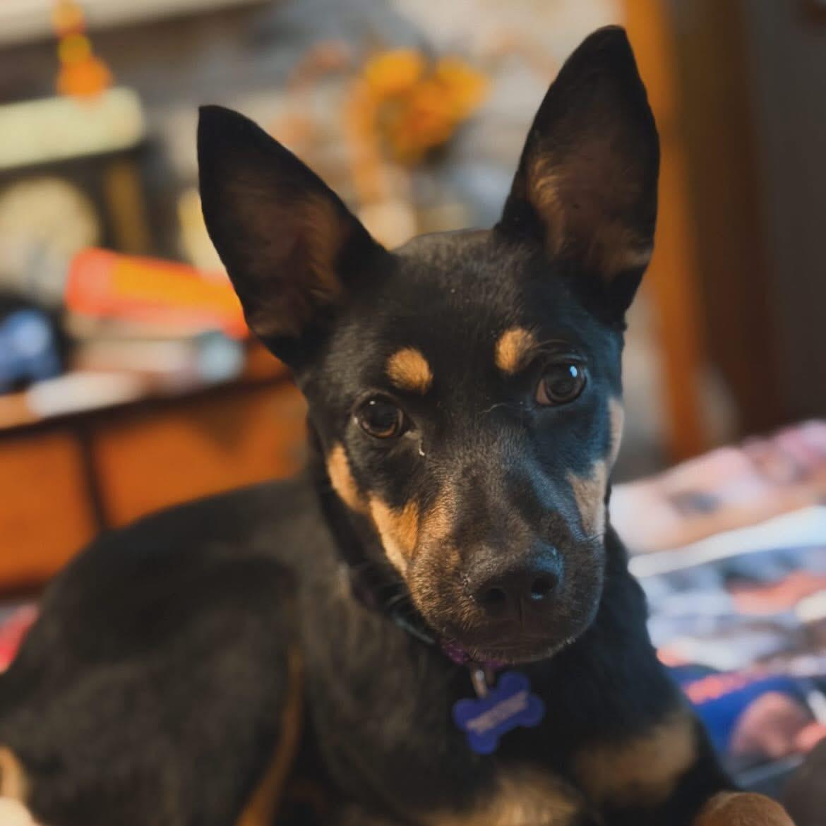 Foxy, a ADOPTABLE mixed breed in West Falls, NY image 3/4