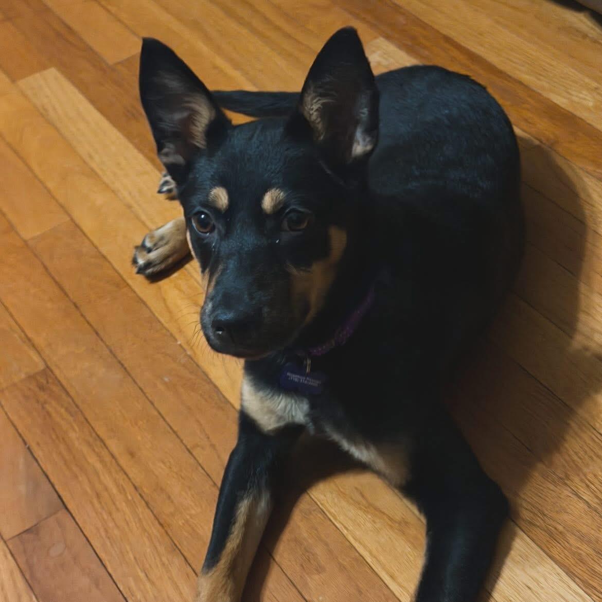 Foxy, a ADOPTABLE mixed breed in West Falls, NY image 4/4