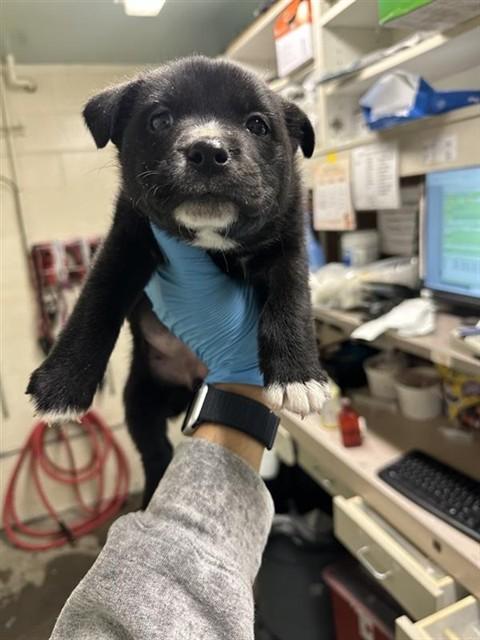 CLAUDIA, Adoptable, Puppy Female Pit Bull Terrier.