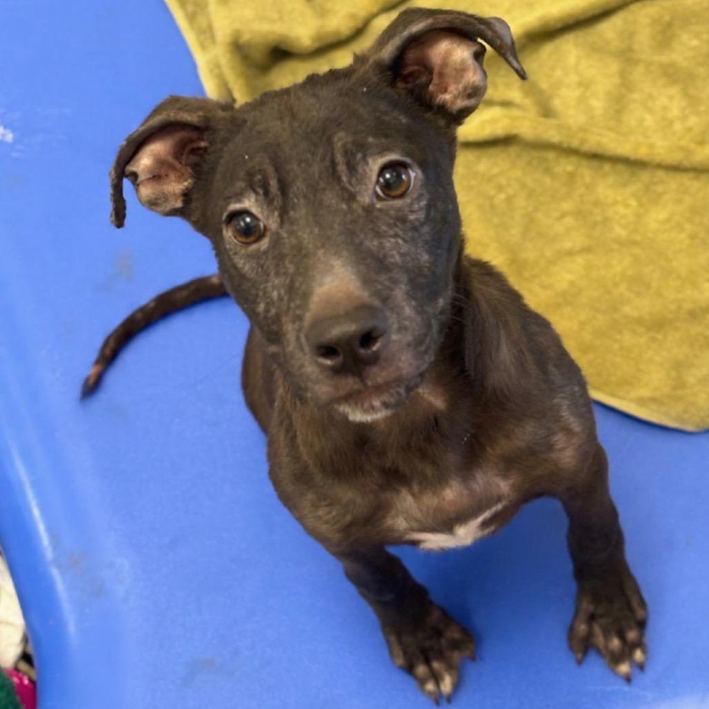 Hans, Adoptable, Young Male Pit Bull Terrier.