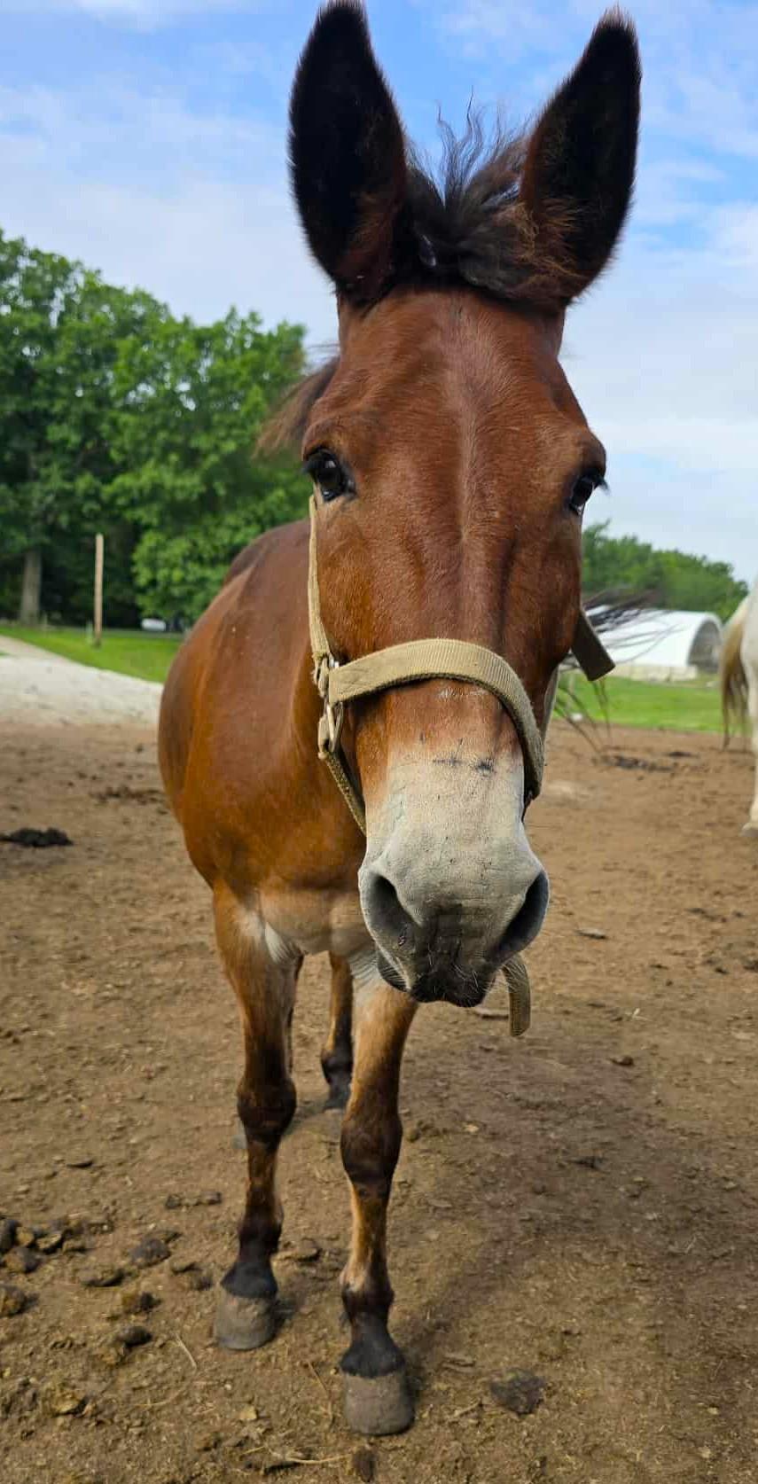Enlarge Rex, a Adoptable Mule in Upper Sandusky, OH image 1/1
