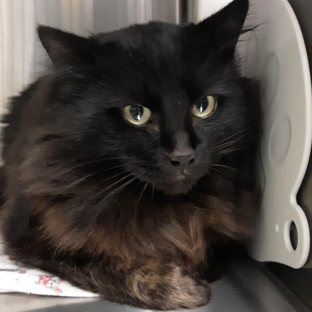 Hoagie, Adoptable, Adult Male Domestic Medium Hair.