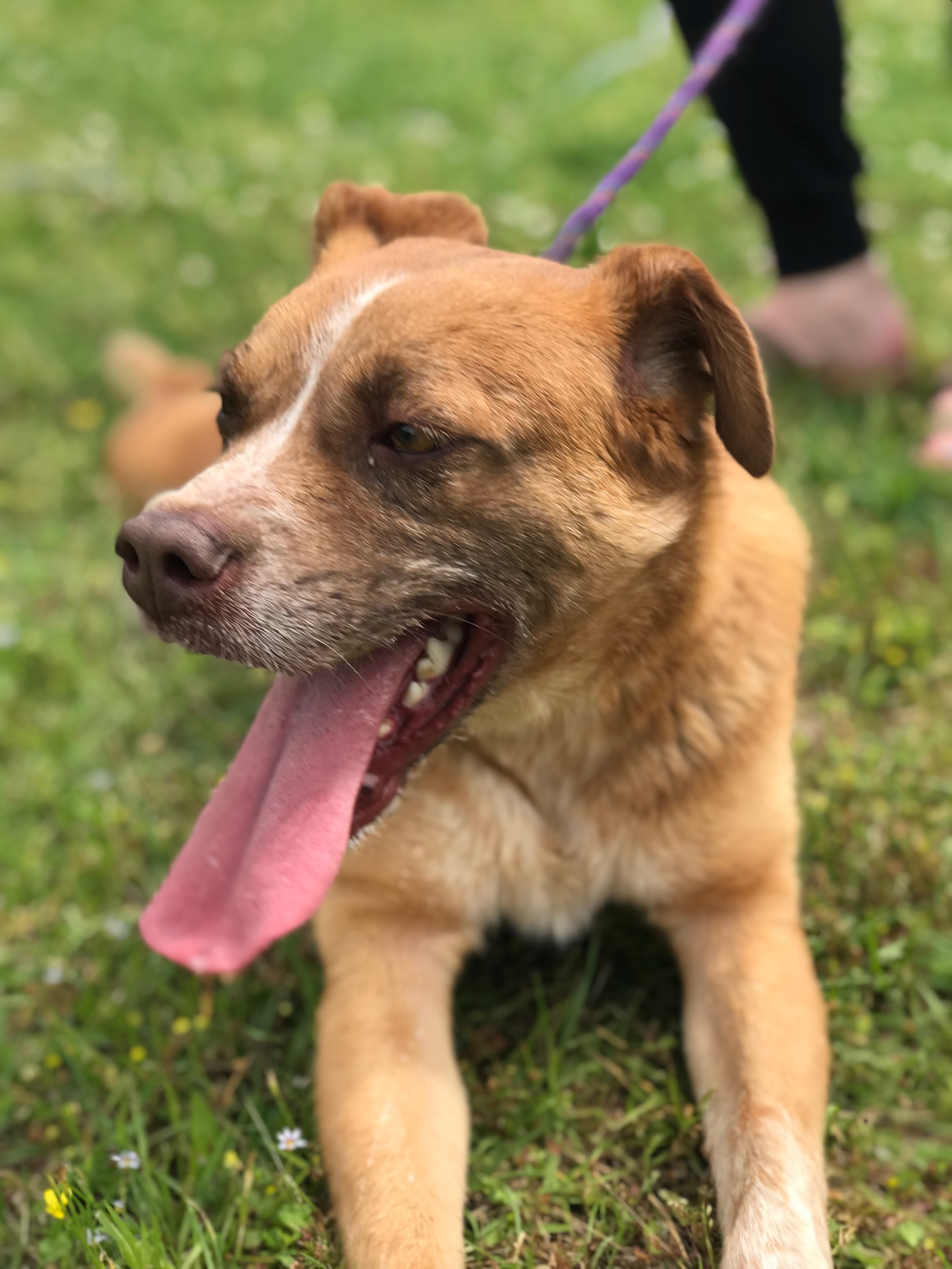 Enlarge Smiley, a Adoptable Mixed Breed in Bruce, MS image 1/1
