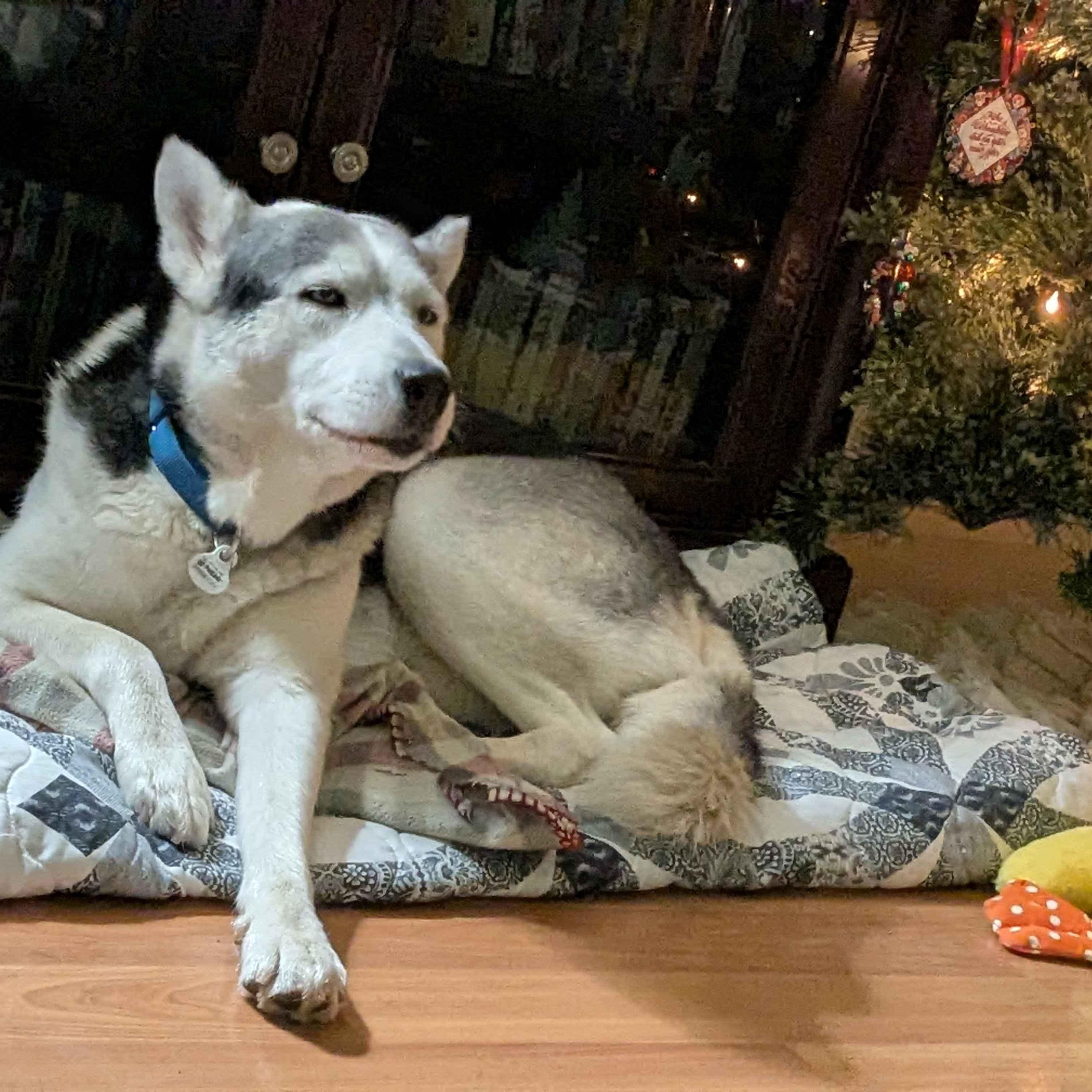 Enlarge Storm, an adopted Husky in Portland, OR image 3/6
