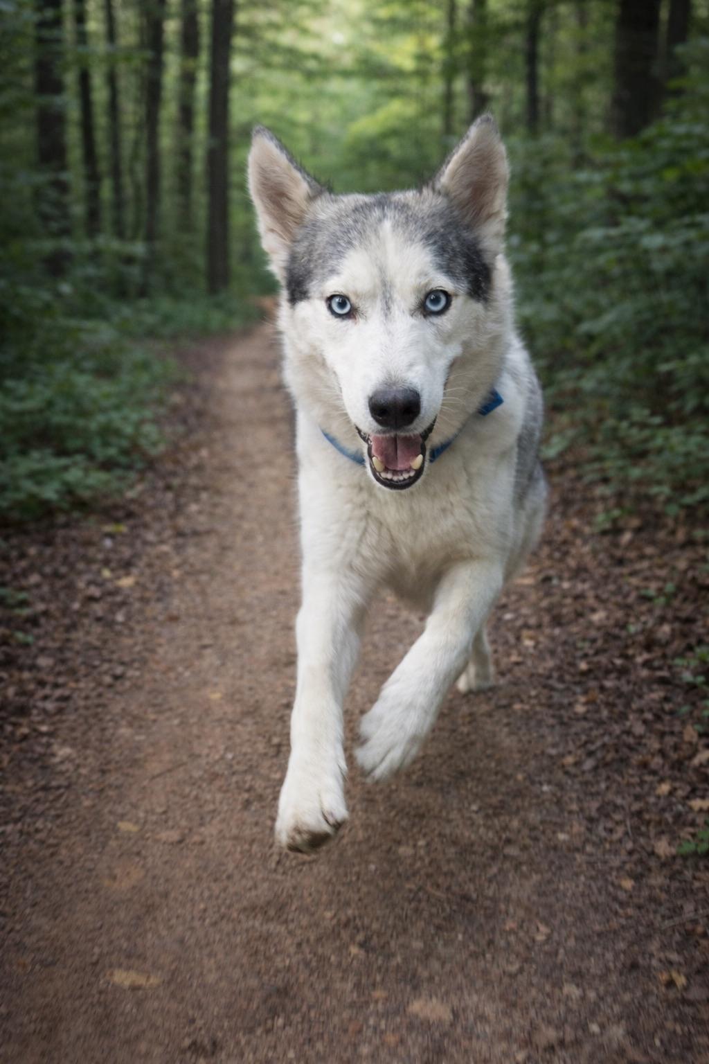 Enlarge Storm, an adopted Husky in Portland, OR image 4/6