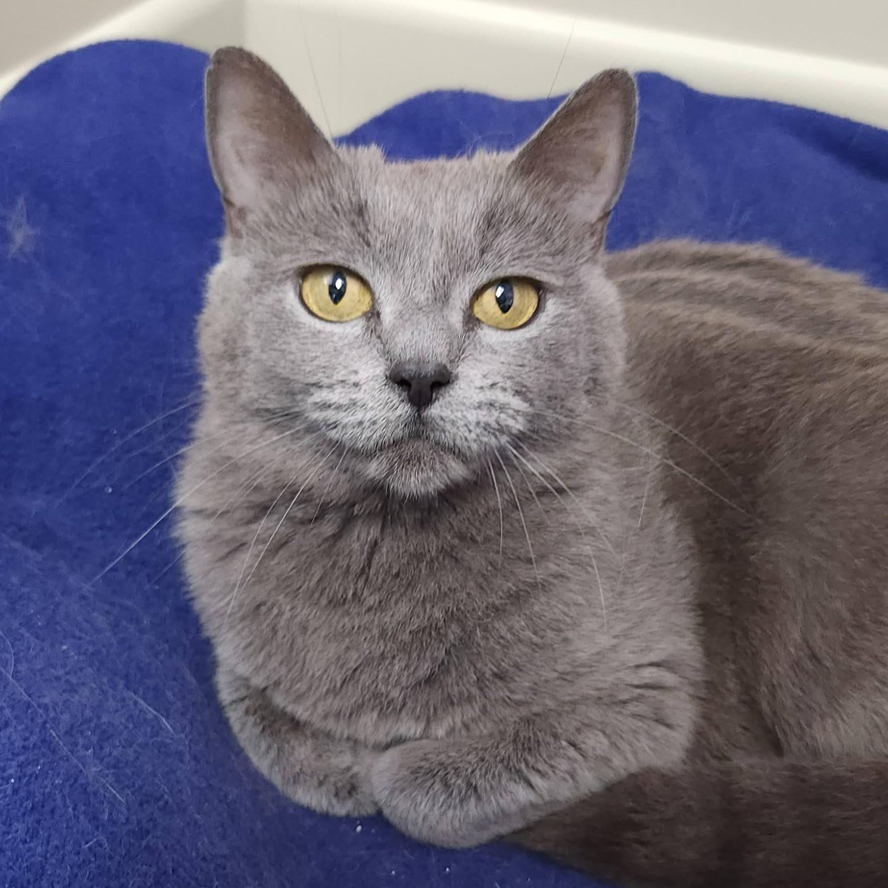 Enlarge Irma & Oswald, a ADOPTABLE Domestic Short Hair in Marshfield, WI image 3/6