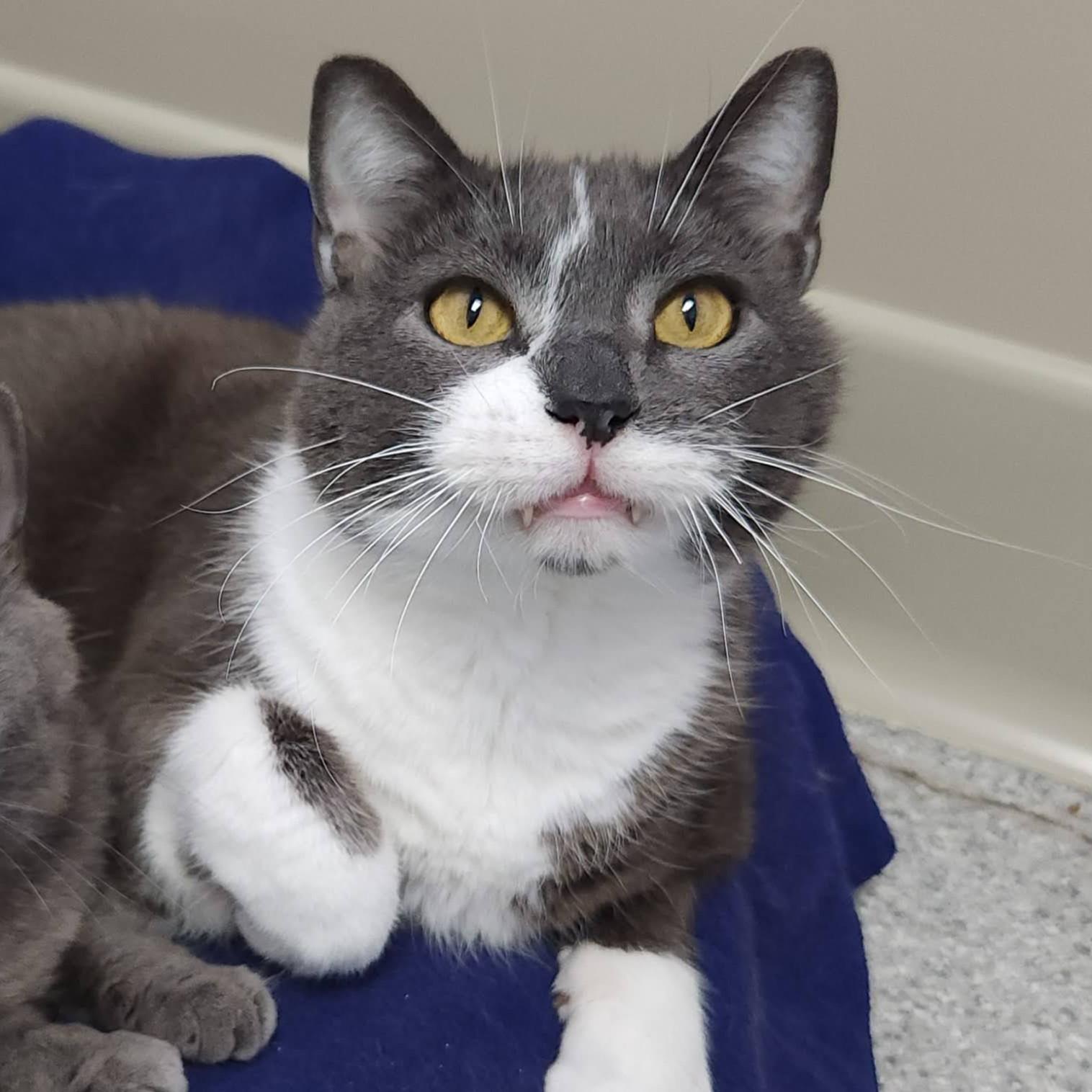 Enlarge Irma & Oswald, a ADOPTABLE Domestic Short Hair in Marshfield, WI image 2/6