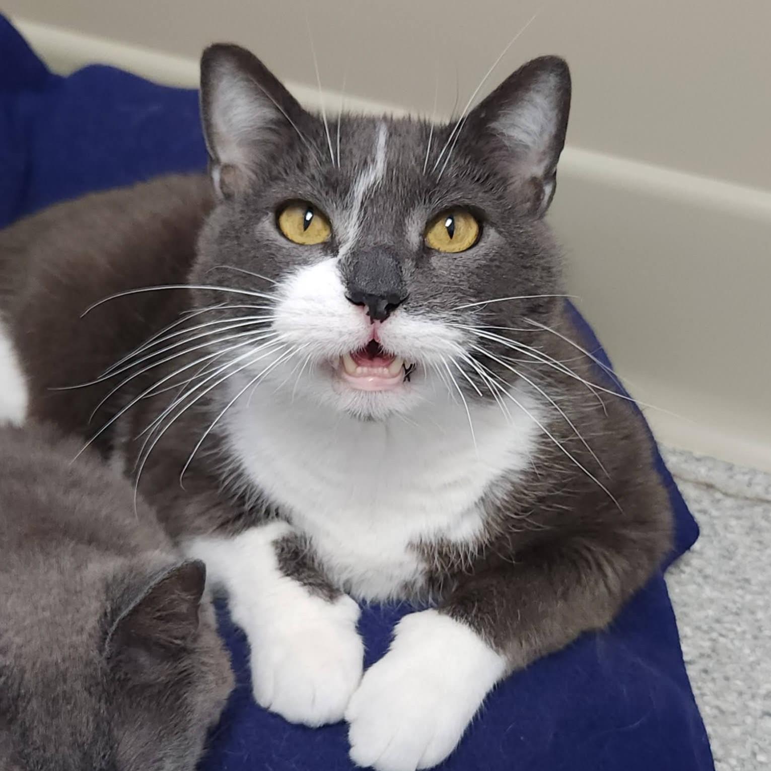 Enlarge Irma & Oswald, a ADOPTABLE Domestic Short Hair in Marshfield, WI image 4/6