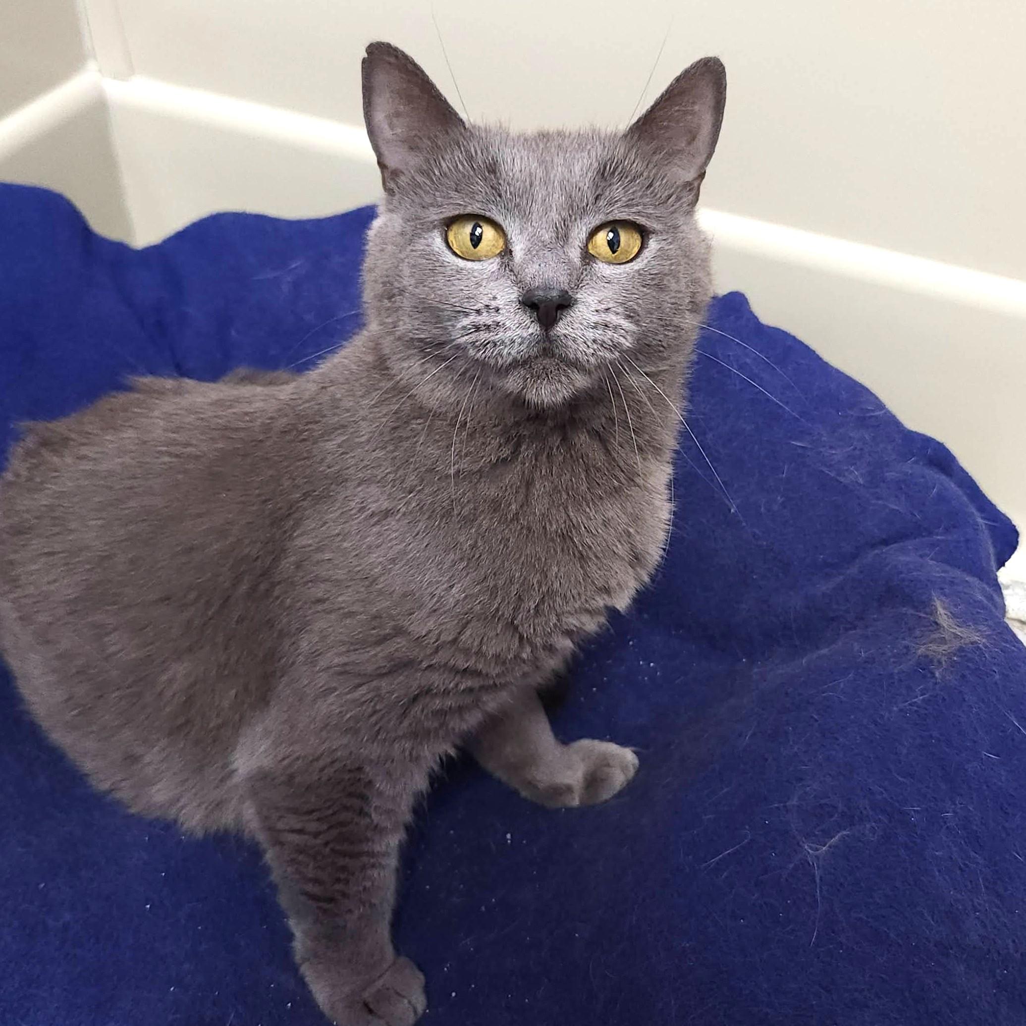 Enlarge Irma & Oswald, a ADOPTABLE Domestic Short Hair in Marshfield, WI image 5/6