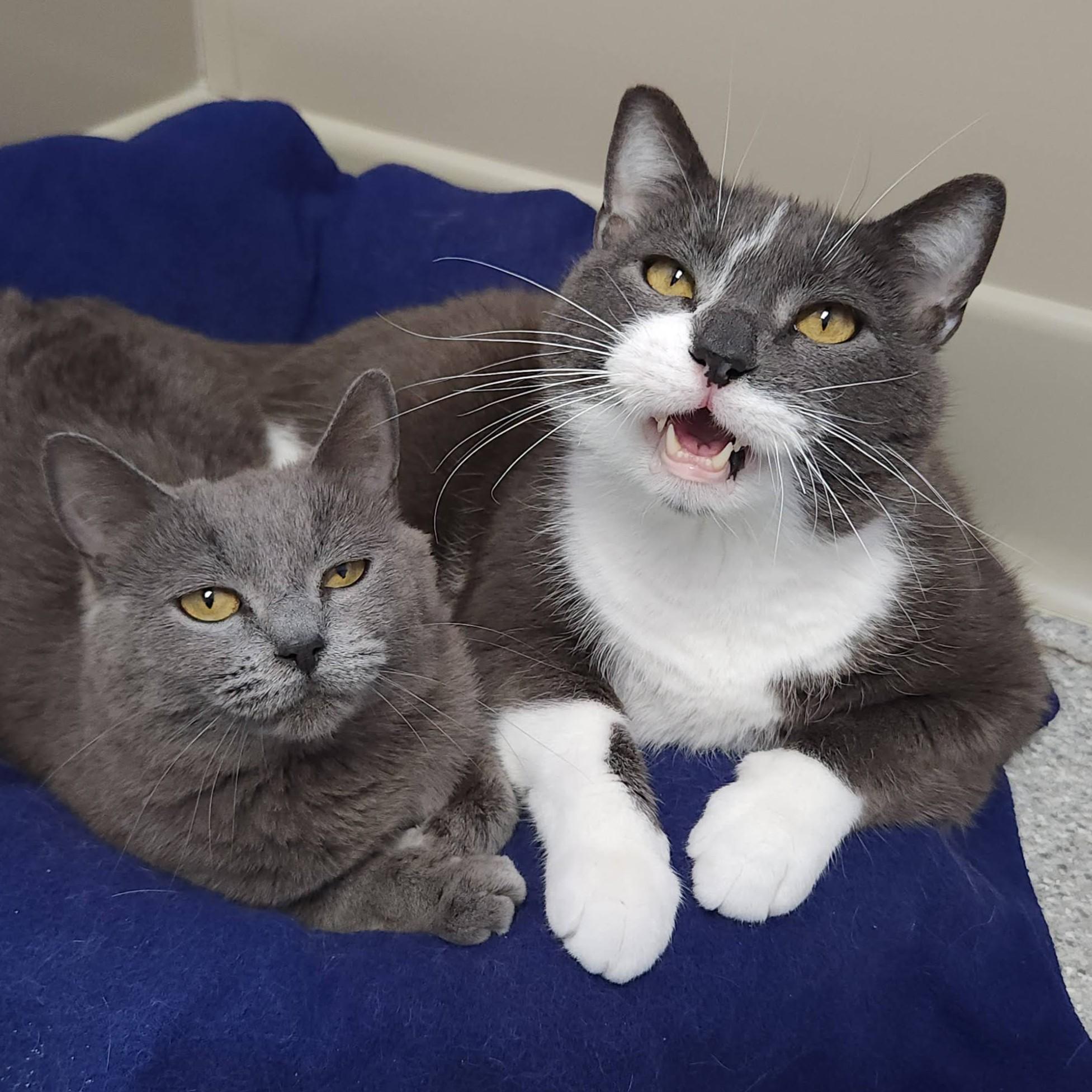 Irma & Oswald, ADOPTABLE, Senior Male Domestic Short Hair.