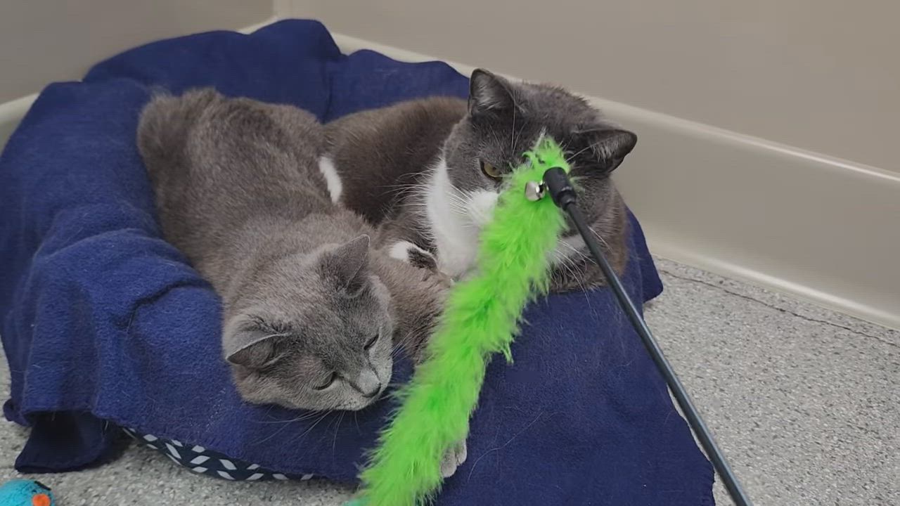 Enlarge Irma & Oswald, a ADOPTABLE Domestic Short Hair in Marshfield, WI video 6/6