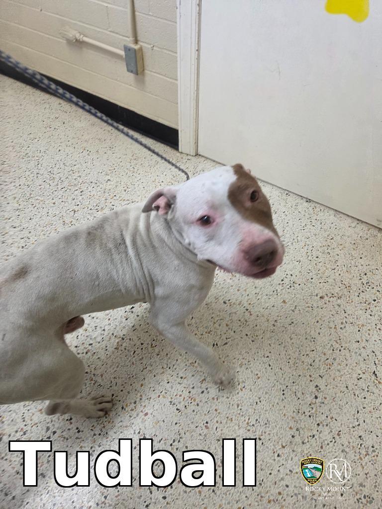 Enlarge Tudball, a Adoptable Pit Bull Terrier in Rocky Mount, NC image 1/1