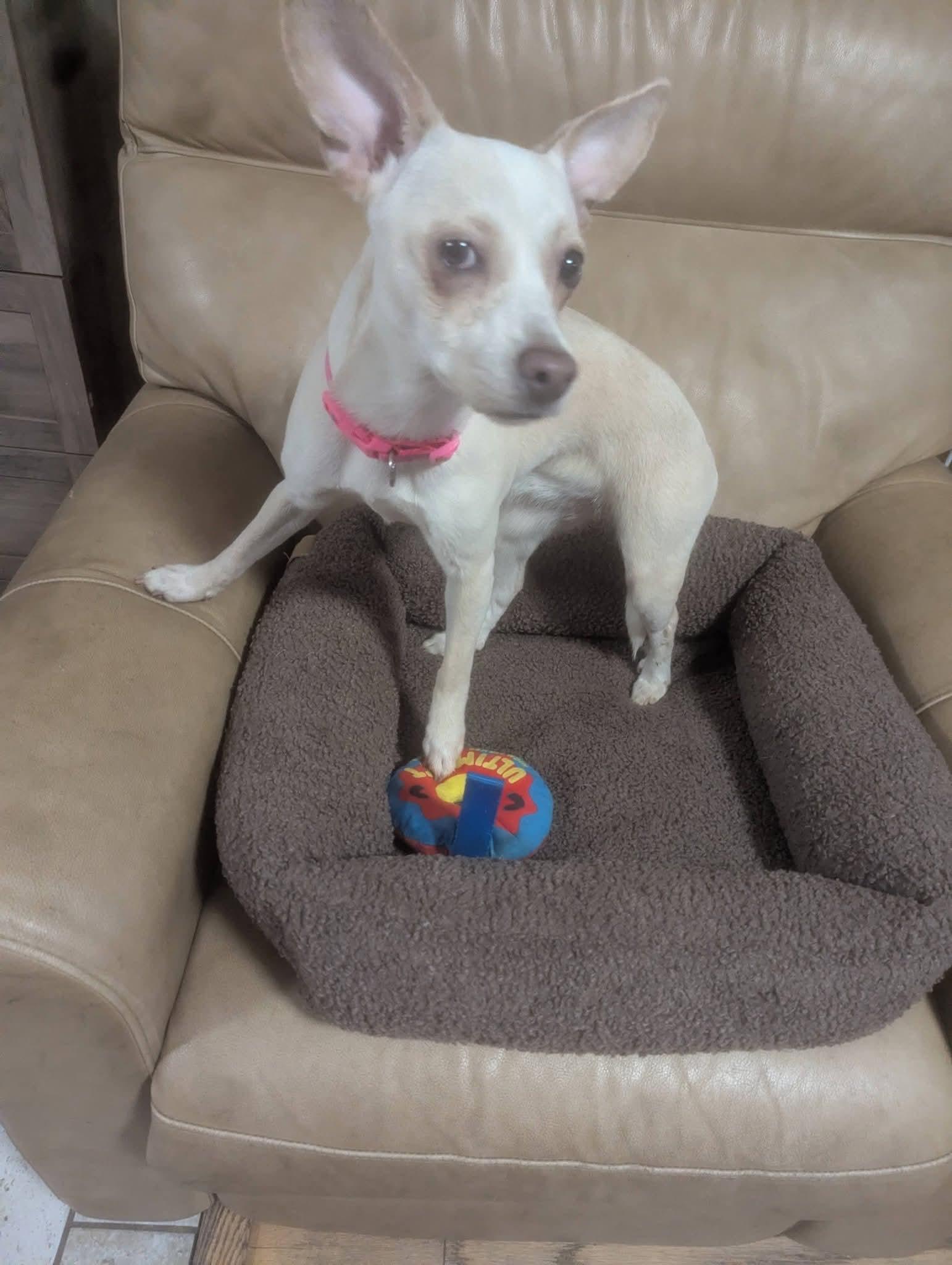 Enlarge Analiese , a Adoptable mixed breed in Oakland, CA image 6/6