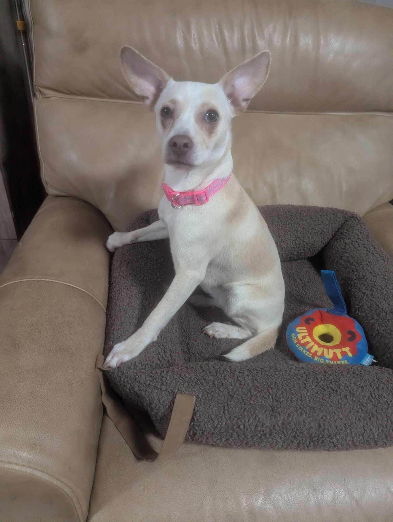 Enlarge Analiese , a Adoptable mixed breed in Oakland, CA image 3/6