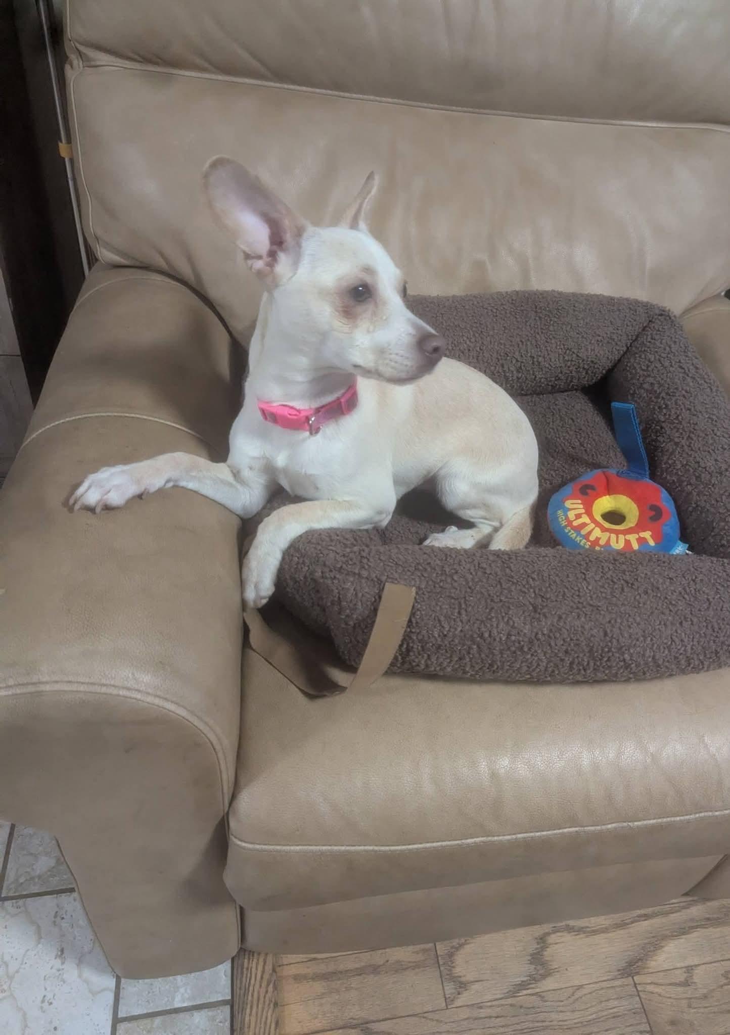Enlarge Analiese , a Adoptable mixed breed in Oakland, CA image 2/6